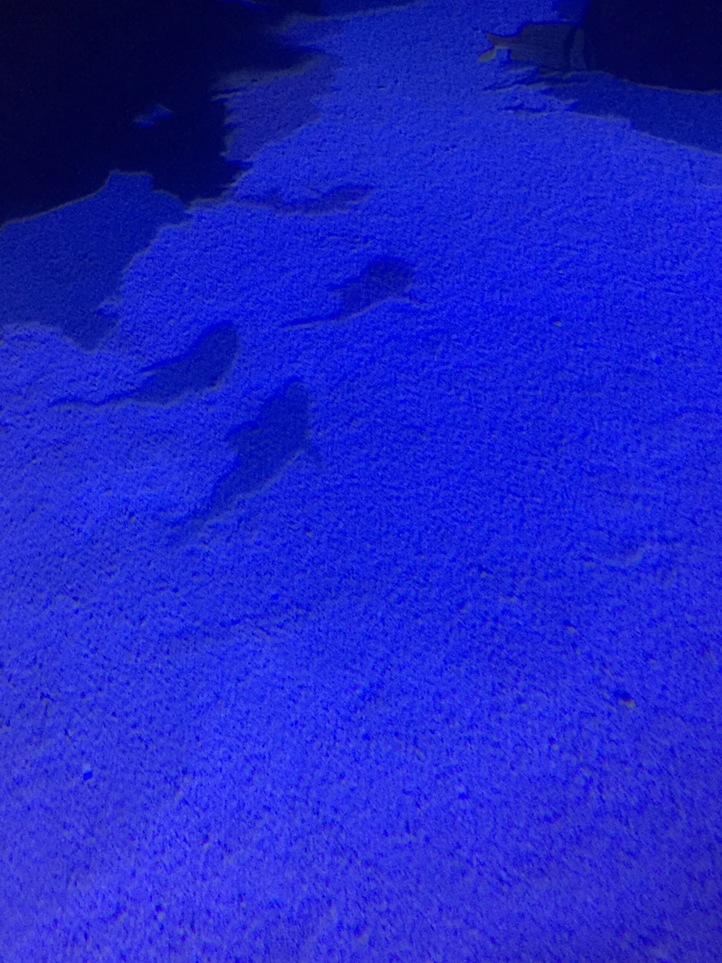 fish shadows.jpg