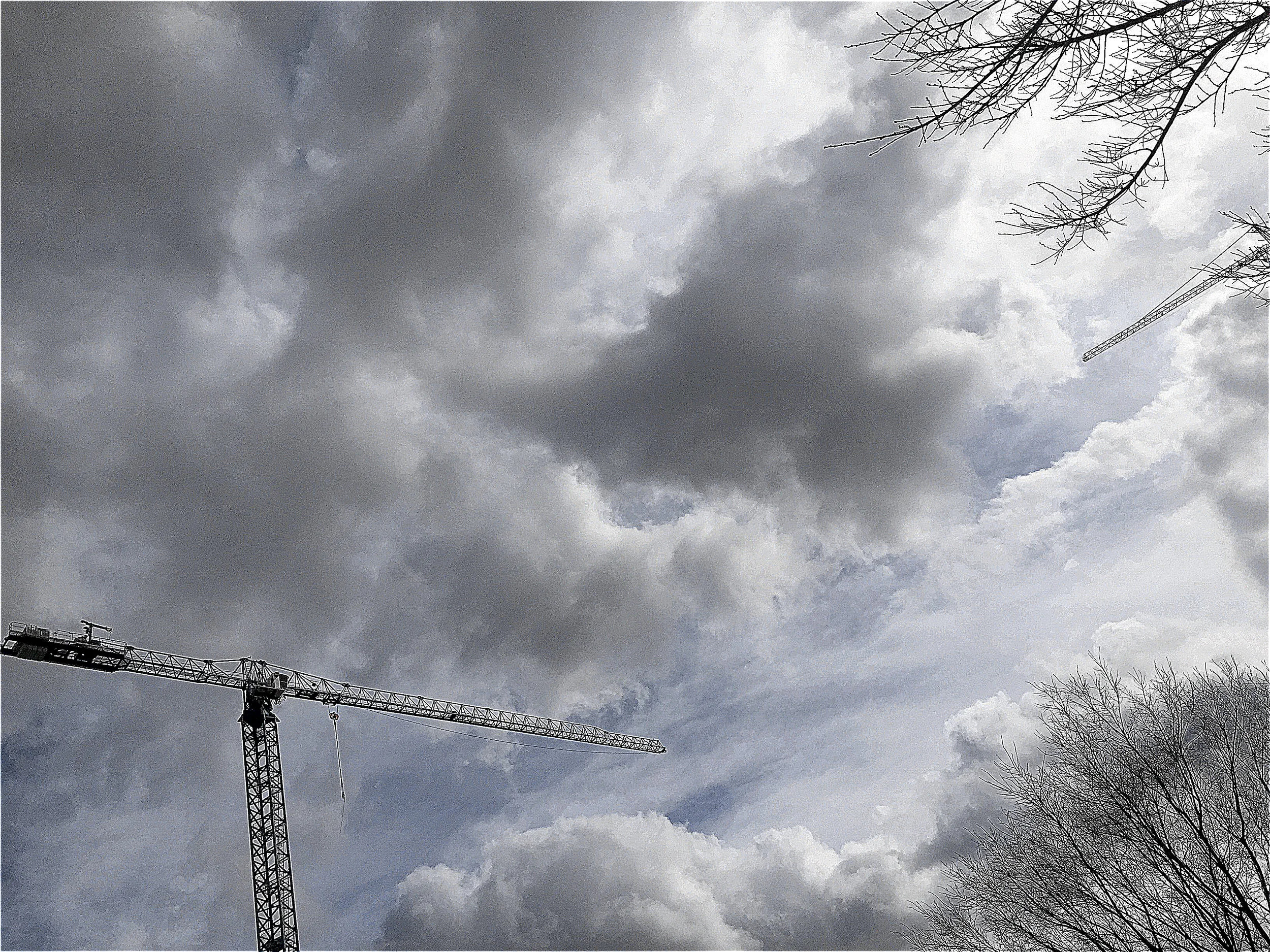 reaching cranes and trees.jpg