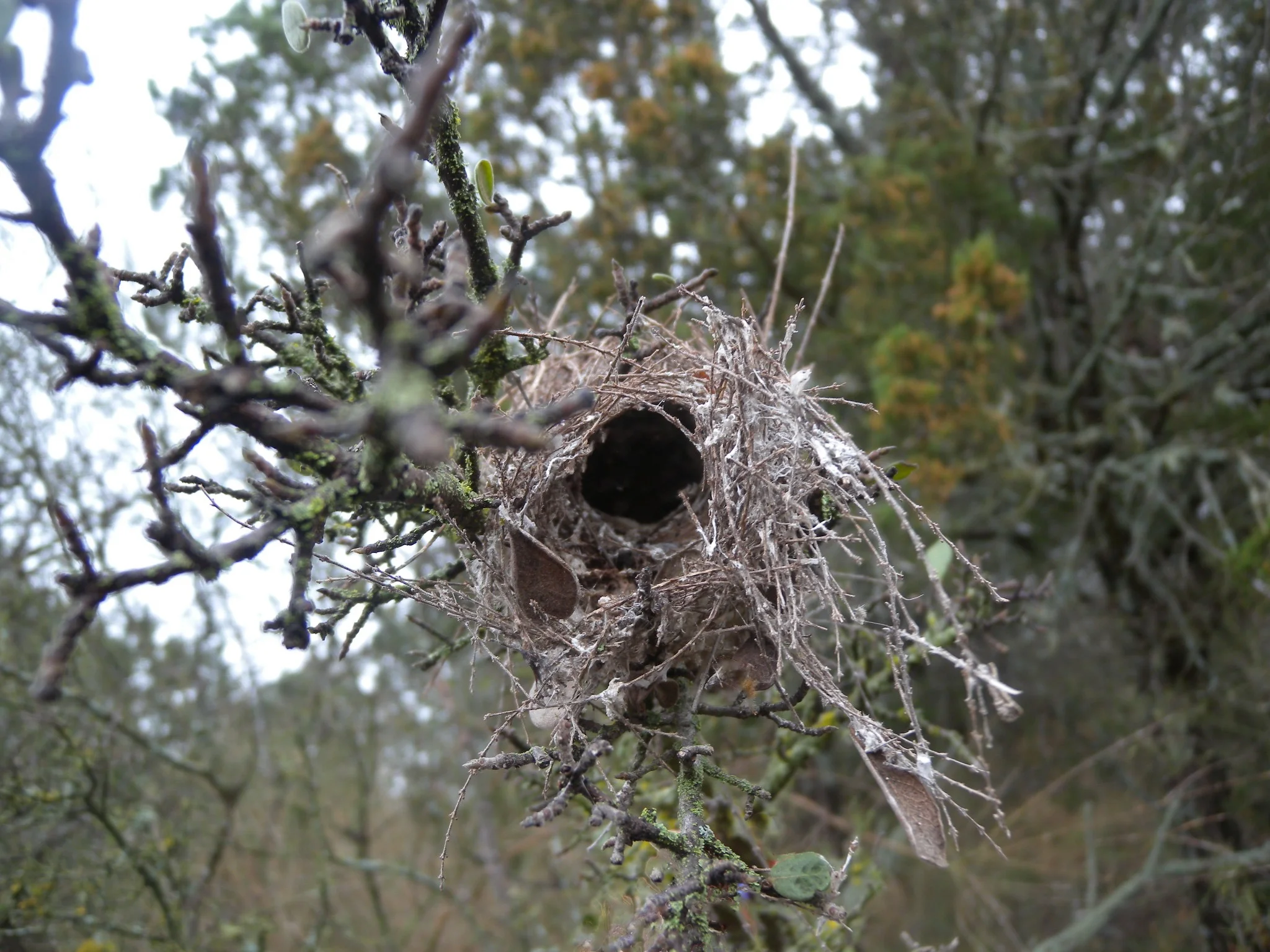 nest copy.jpg