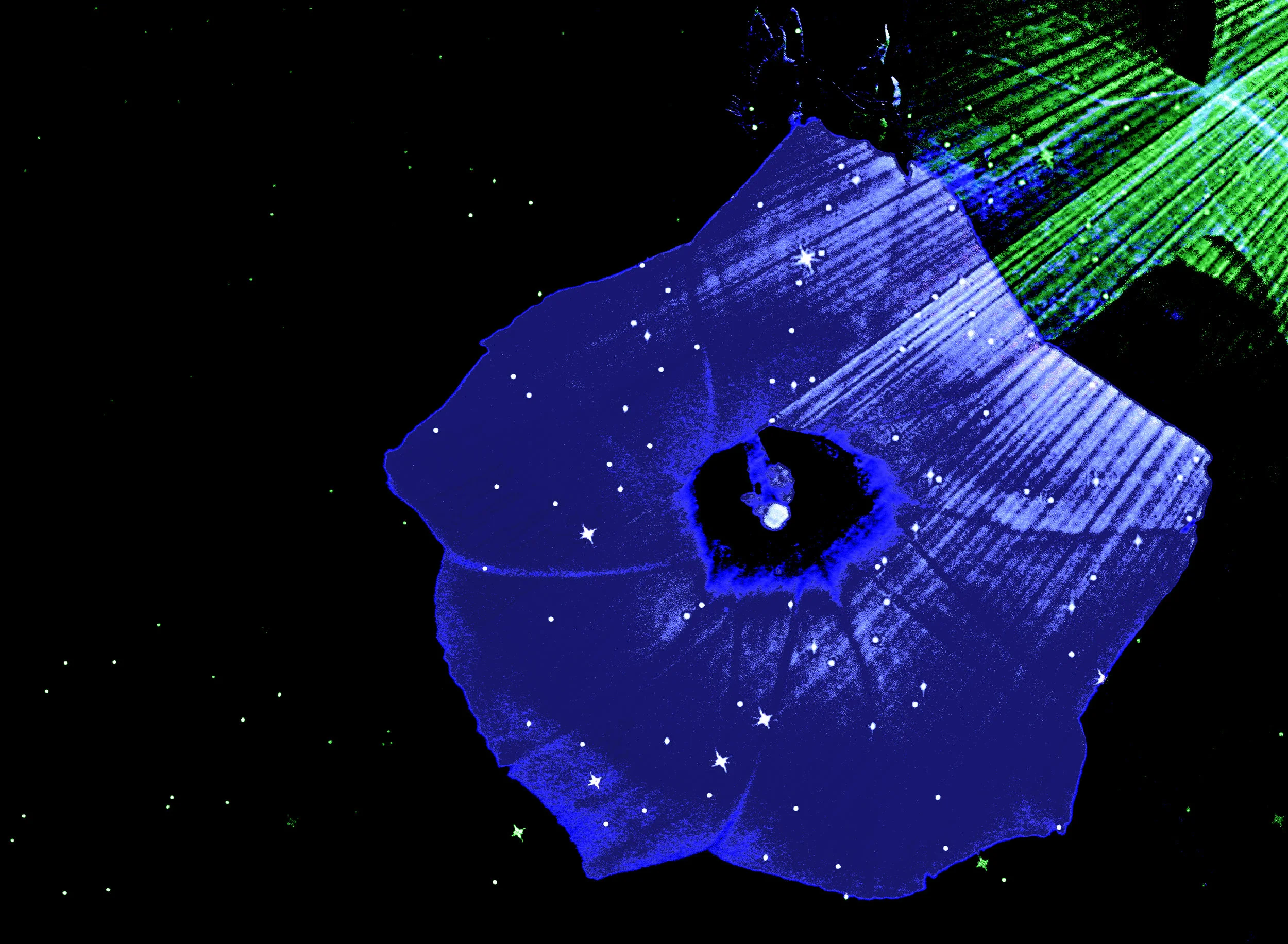 starry morning glory copy.jpg