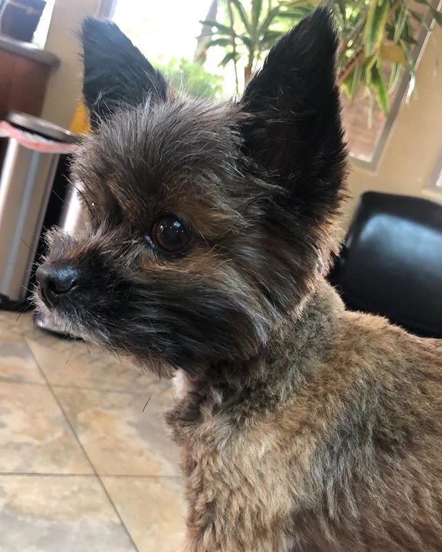 Today, Shaggy goes in for a major surgery after discovering a large golf ball size lump on his neck last week. Please pray they get everything out and everything goes well. 🙏🏻 He’s strong and in good spirits, so we are thankful for that! He will be staying at the hospital for possibly 48 hours and should know more later today. Thank you for all the kind messages sent already. It’s been tough, but I know he’s in good hands! 💕🐶💕 .
.
.
#Shaggy #prayforshaggy #yorkie #Yorkshireterrier #dog #pup #little #dogcancer #vet #hospital #pray