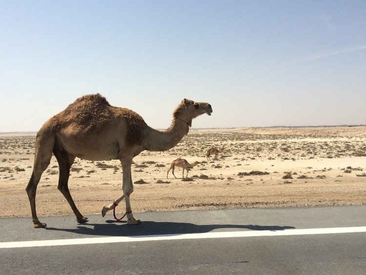 al-khudra-camels-dubai-2.jpg