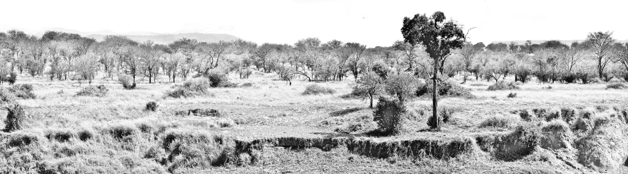TreePanorama2BWLowRes.jpg