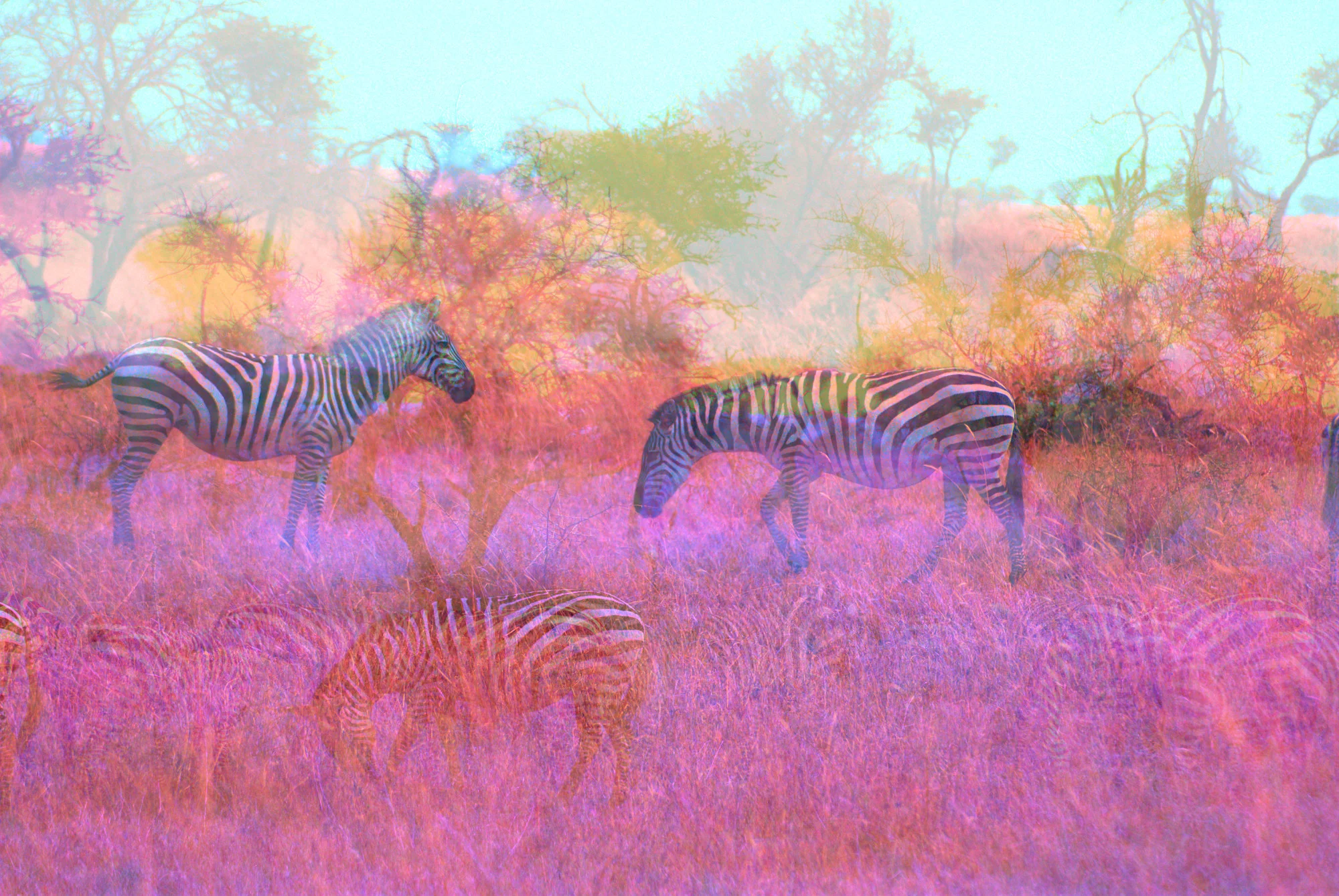 Judith_Denise_NewZebra-4.jpg