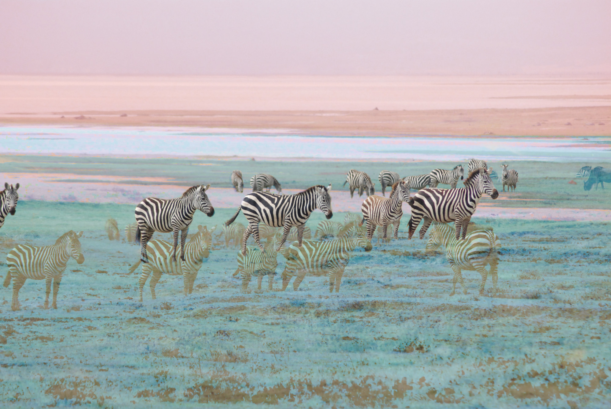 Judith_Denise_ZebrrasNgoroNgoro-3.jpg