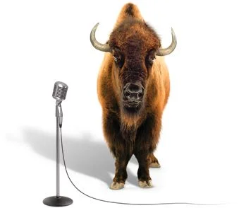 frank-the-buffalo-1.jpg