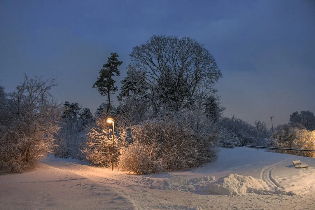 From Installation to Illumination: Your Guide to Winter Park's Landscape Lighting Services