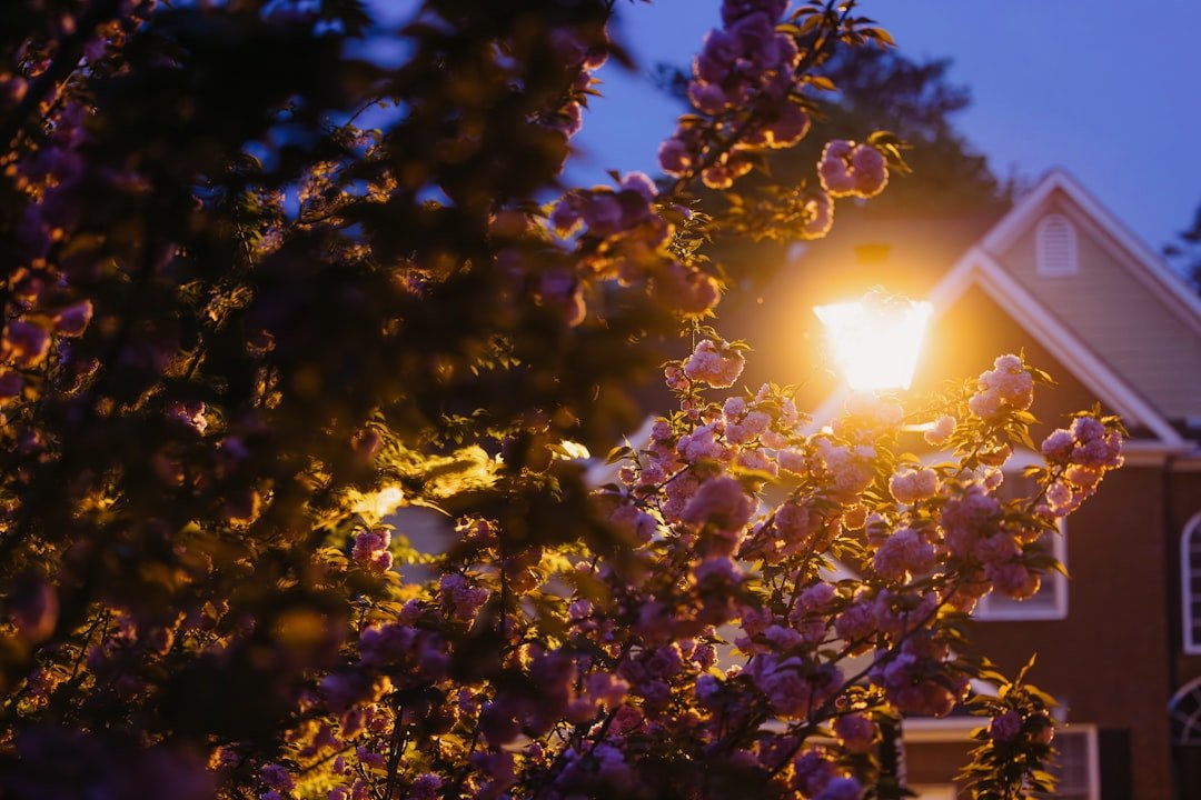 Bright Ideas for Spring Outdoor Lighting Maintenance