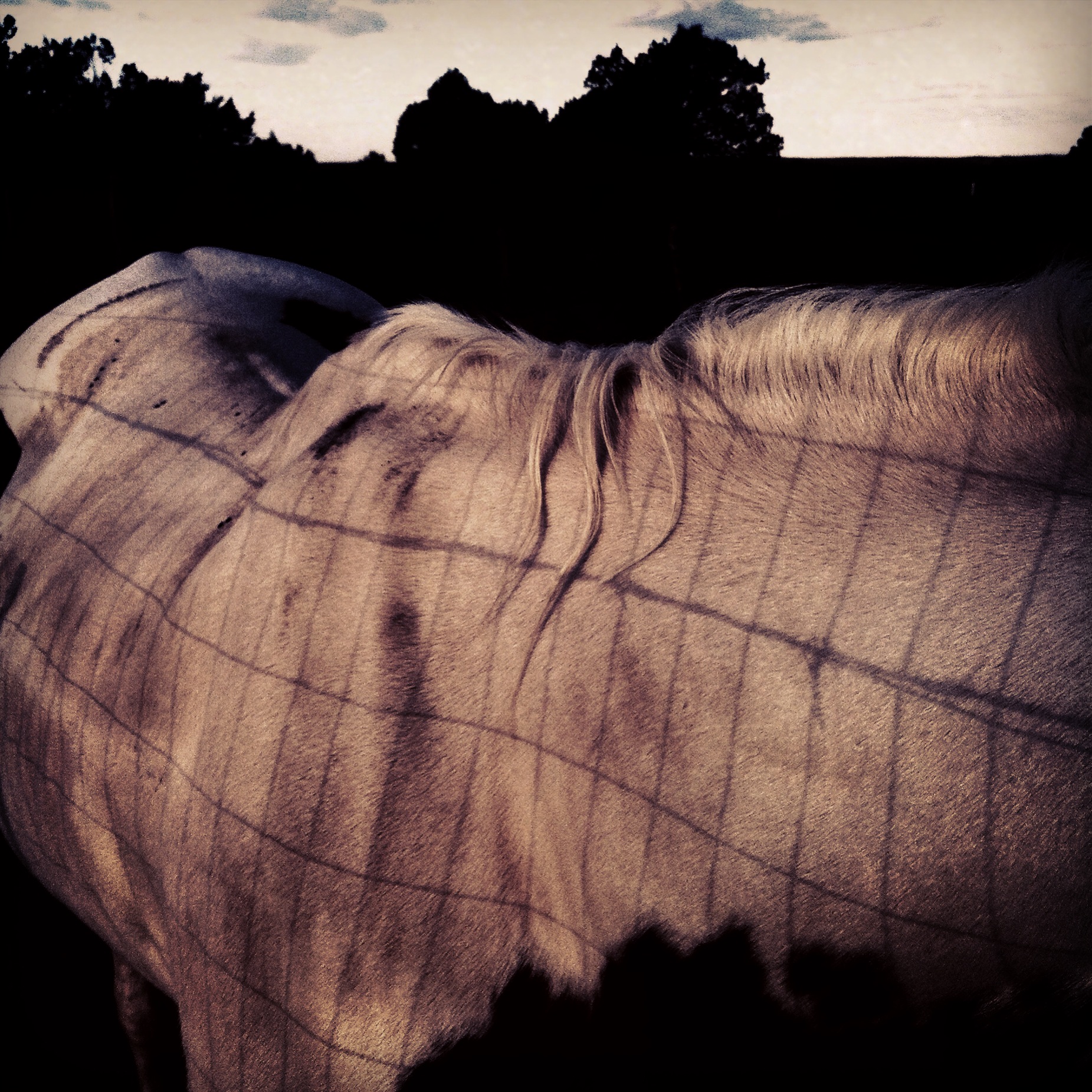 A close-up of a horse's back with a blanket, with trees and cloudy sky in the background at dusk.