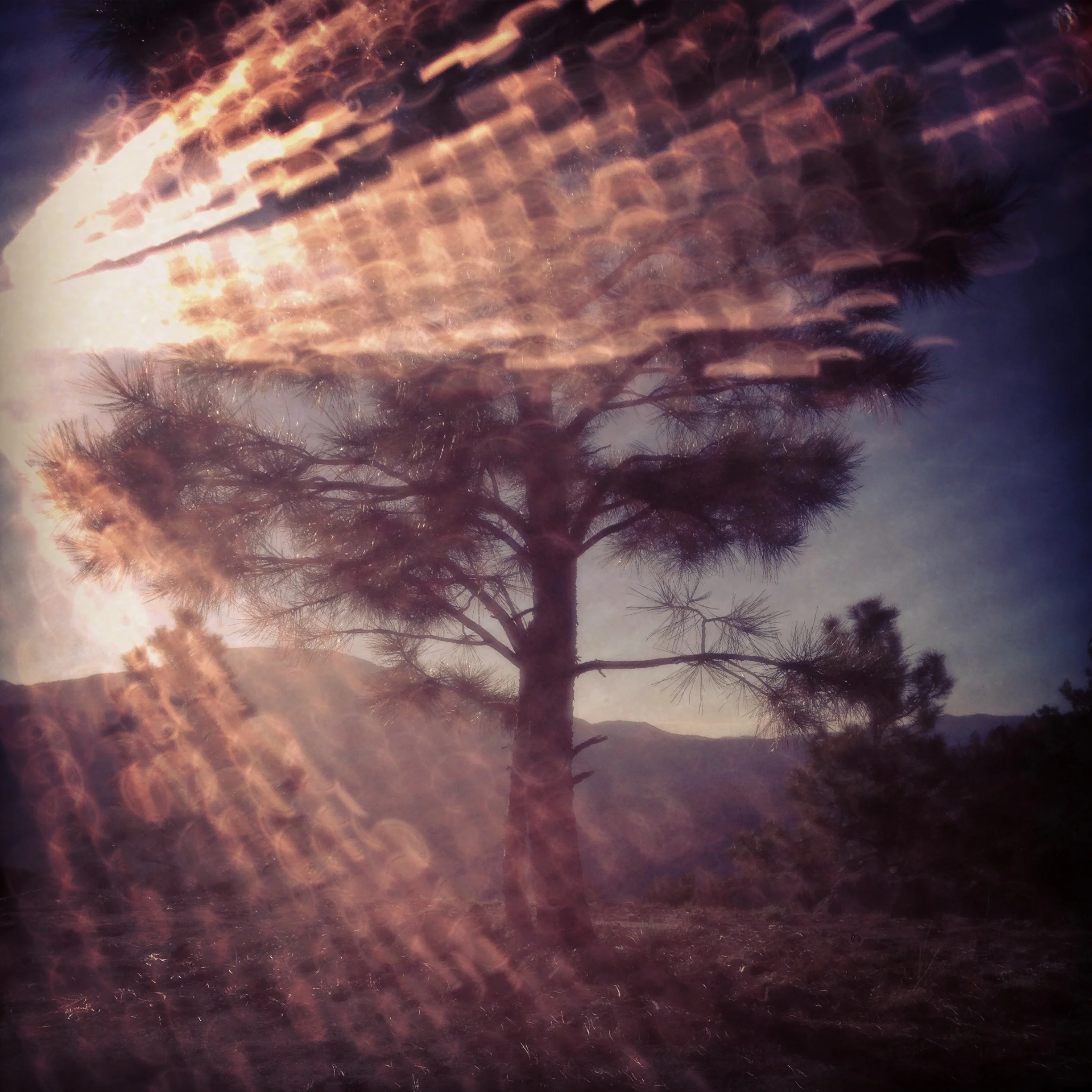 A silhouette of a pine tree against a sky with a mountain range in the background, featuring lens flare and light streaks.