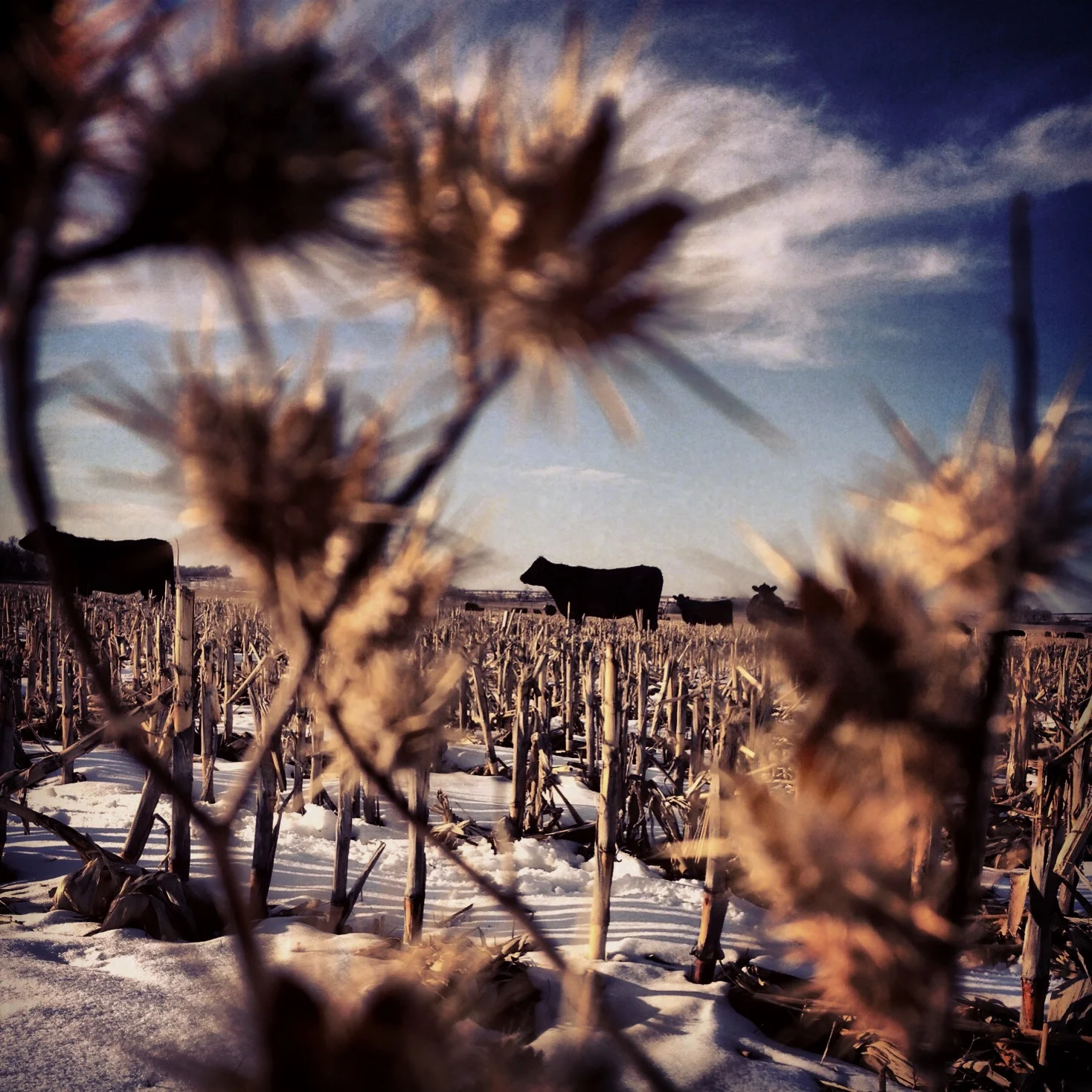 Cows in a snow-covered farm field, viewed through dry plants in the foreground, under a blue sky with some clouds.