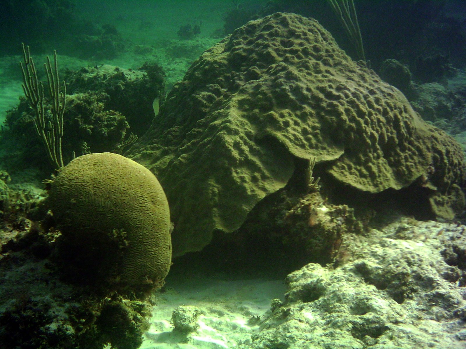 Brain and Star coral.jpg