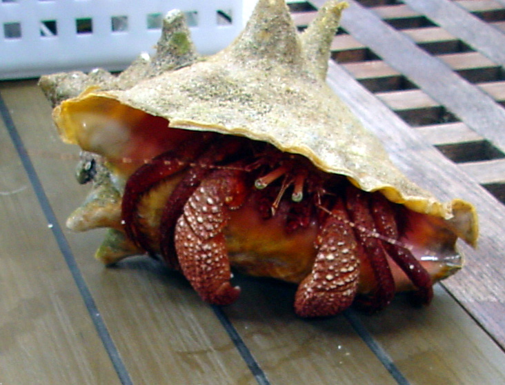 Giant Hermit Crab.jpg