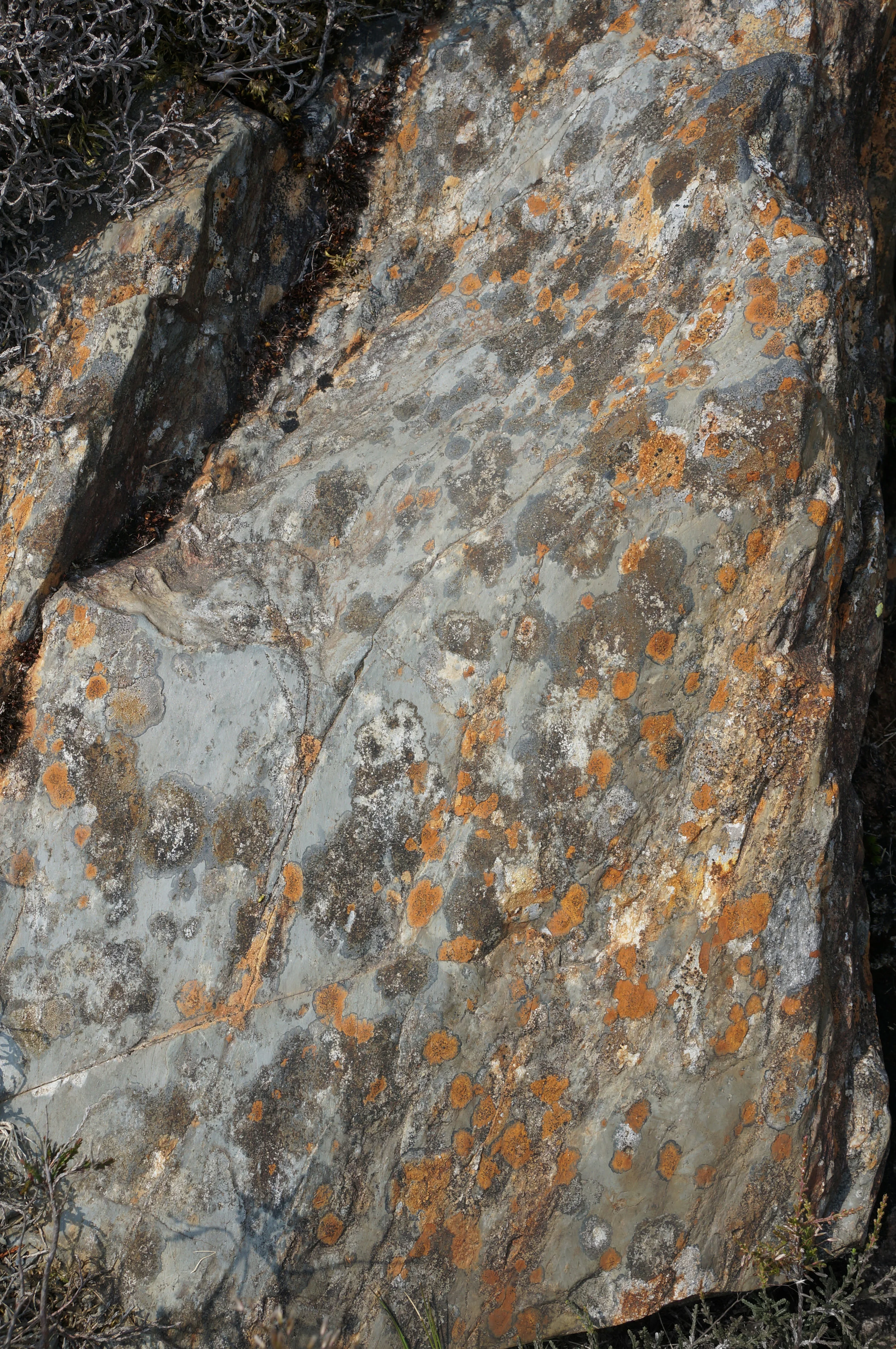 Northern Rust