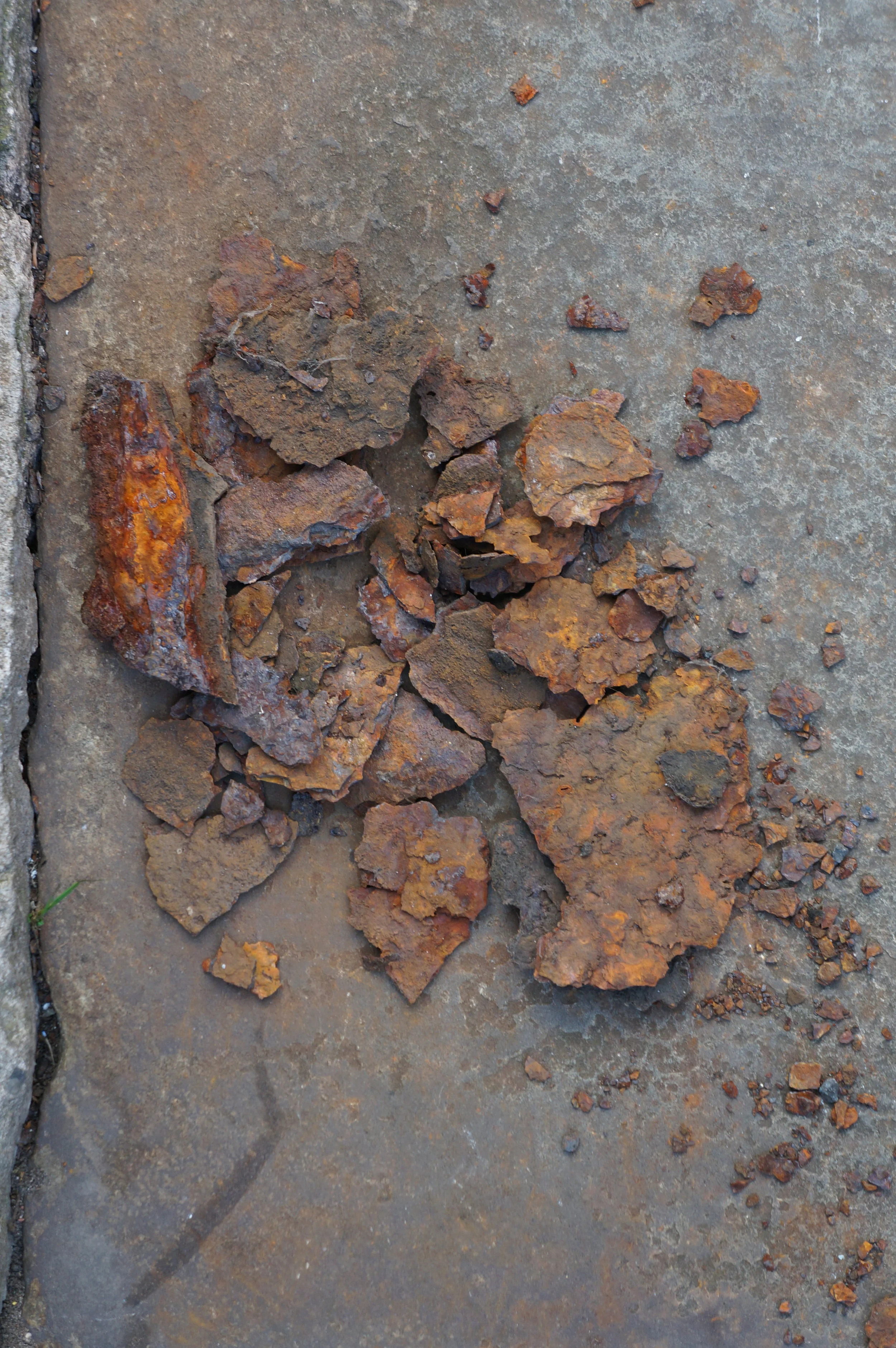 Northern Rust