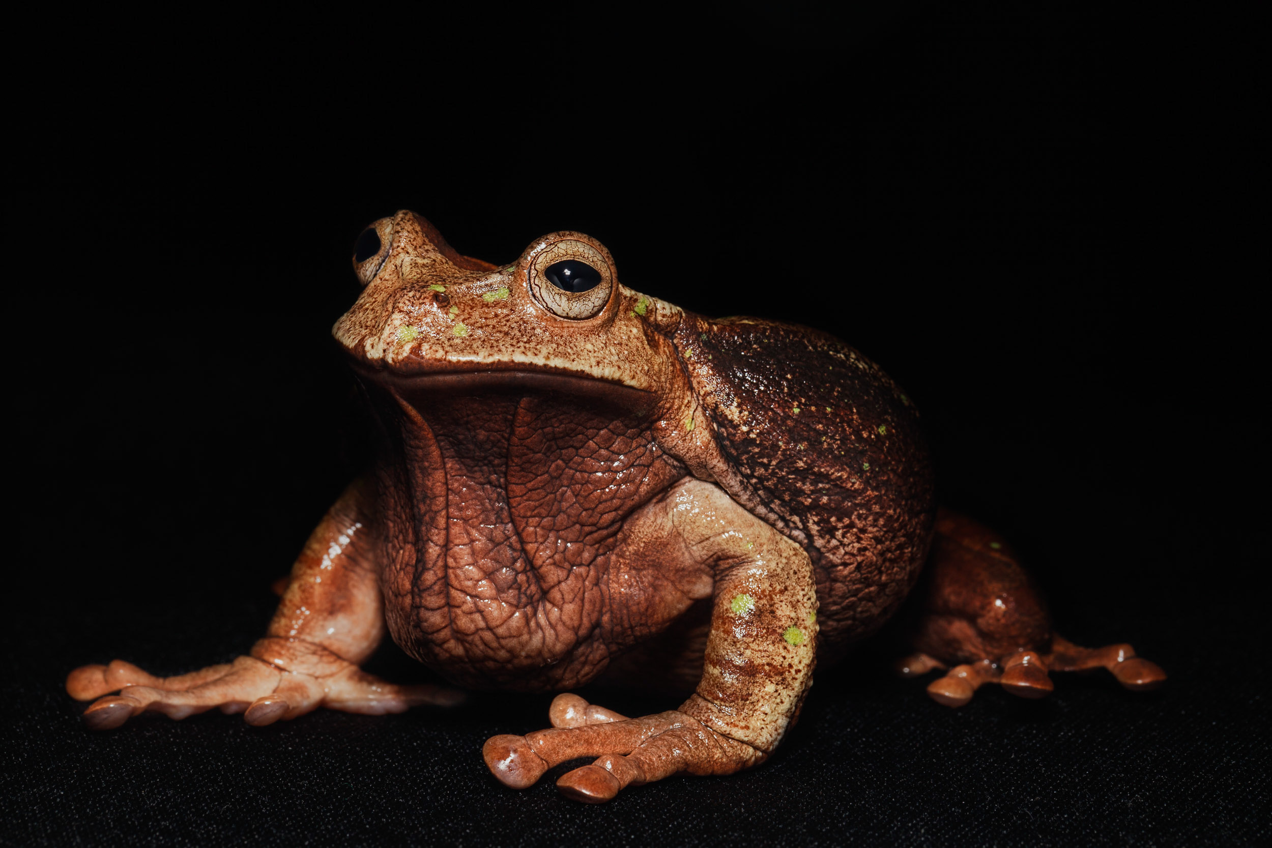 Gastrotheca testudinea