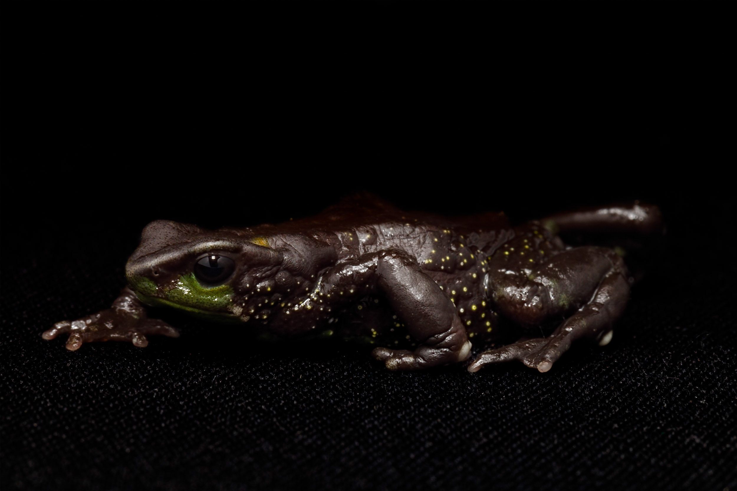 Atelopus nanay