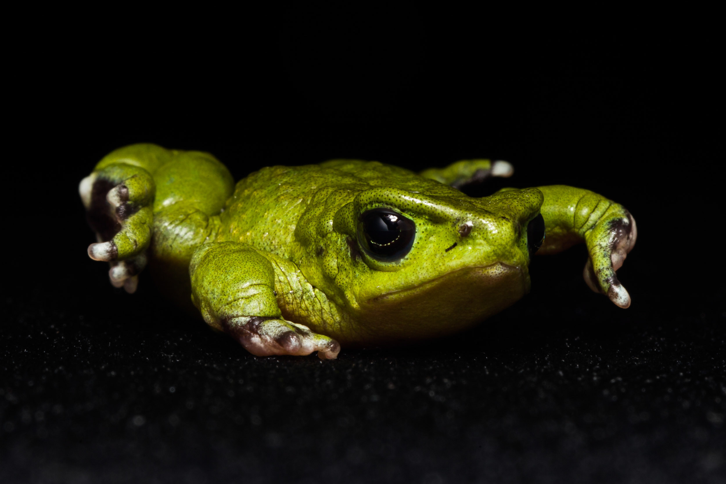 Atelopus exiguus