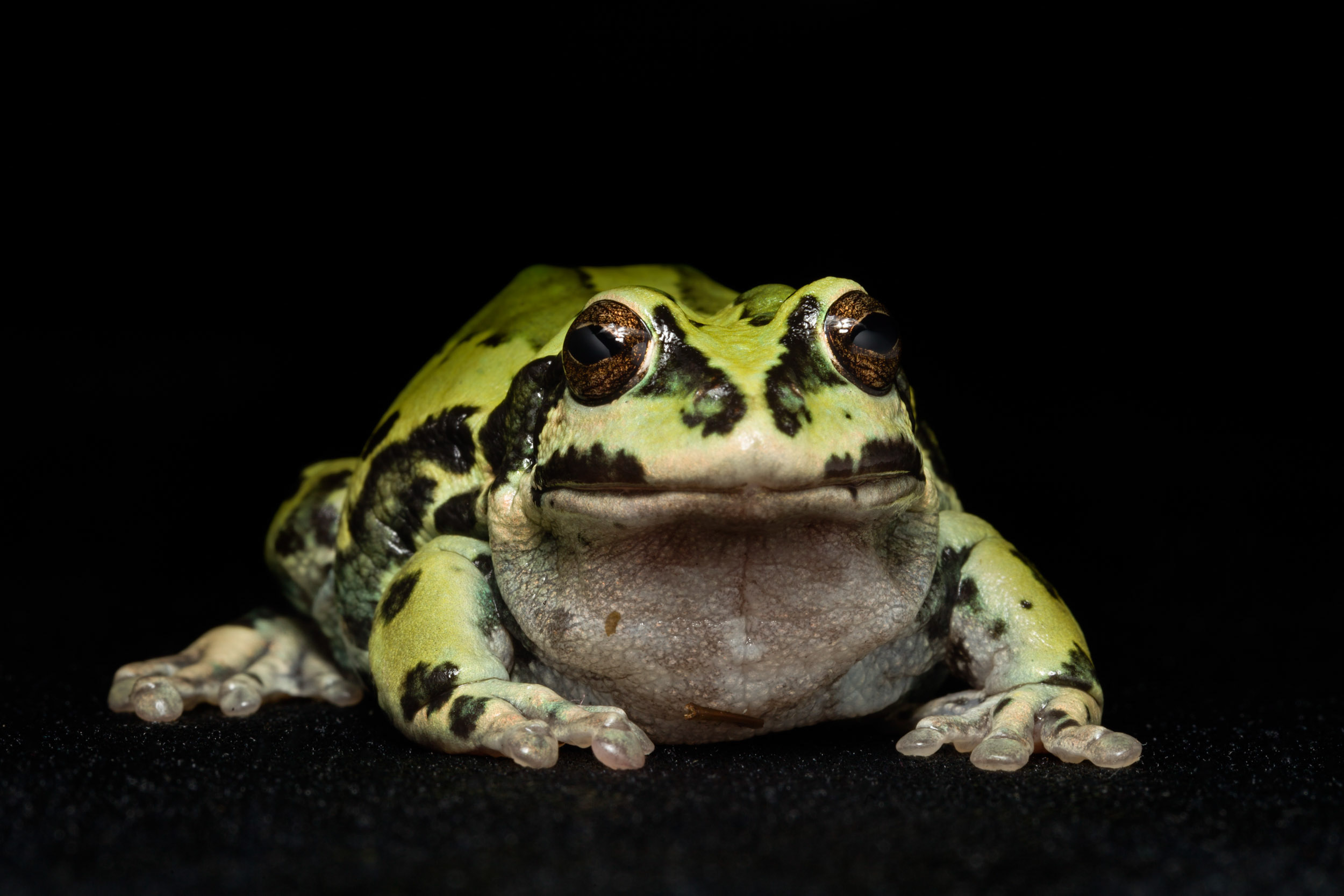 Gastrotheca espeletia