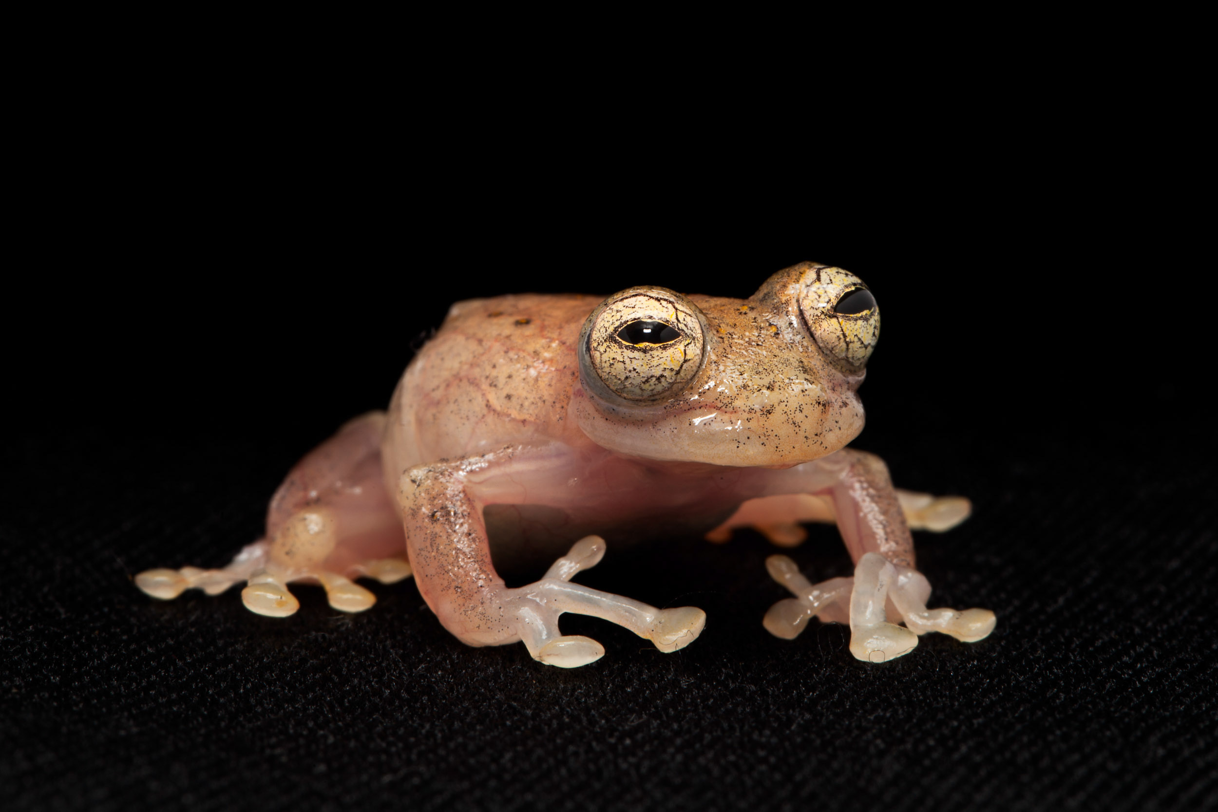 Centrolenidae sp
