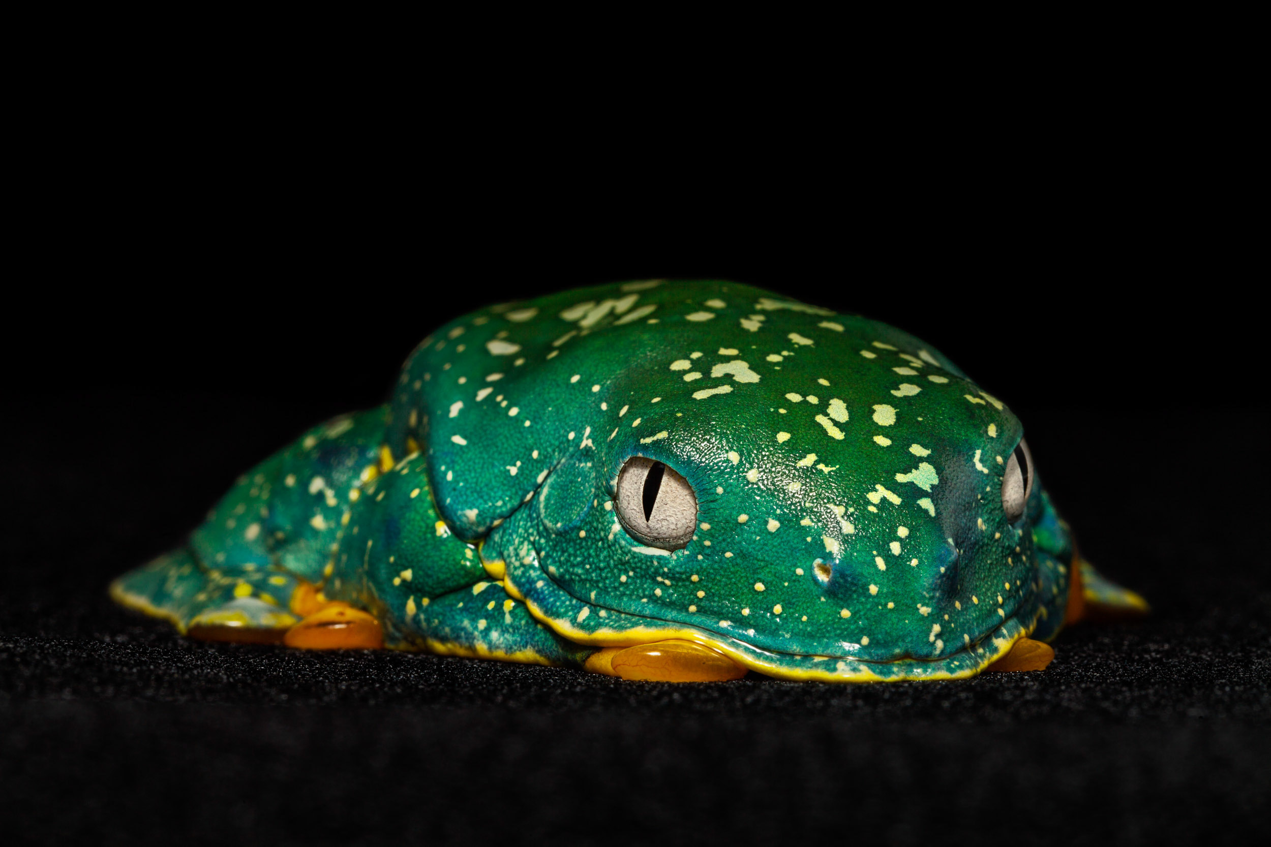 Cruziohyla craspedopus