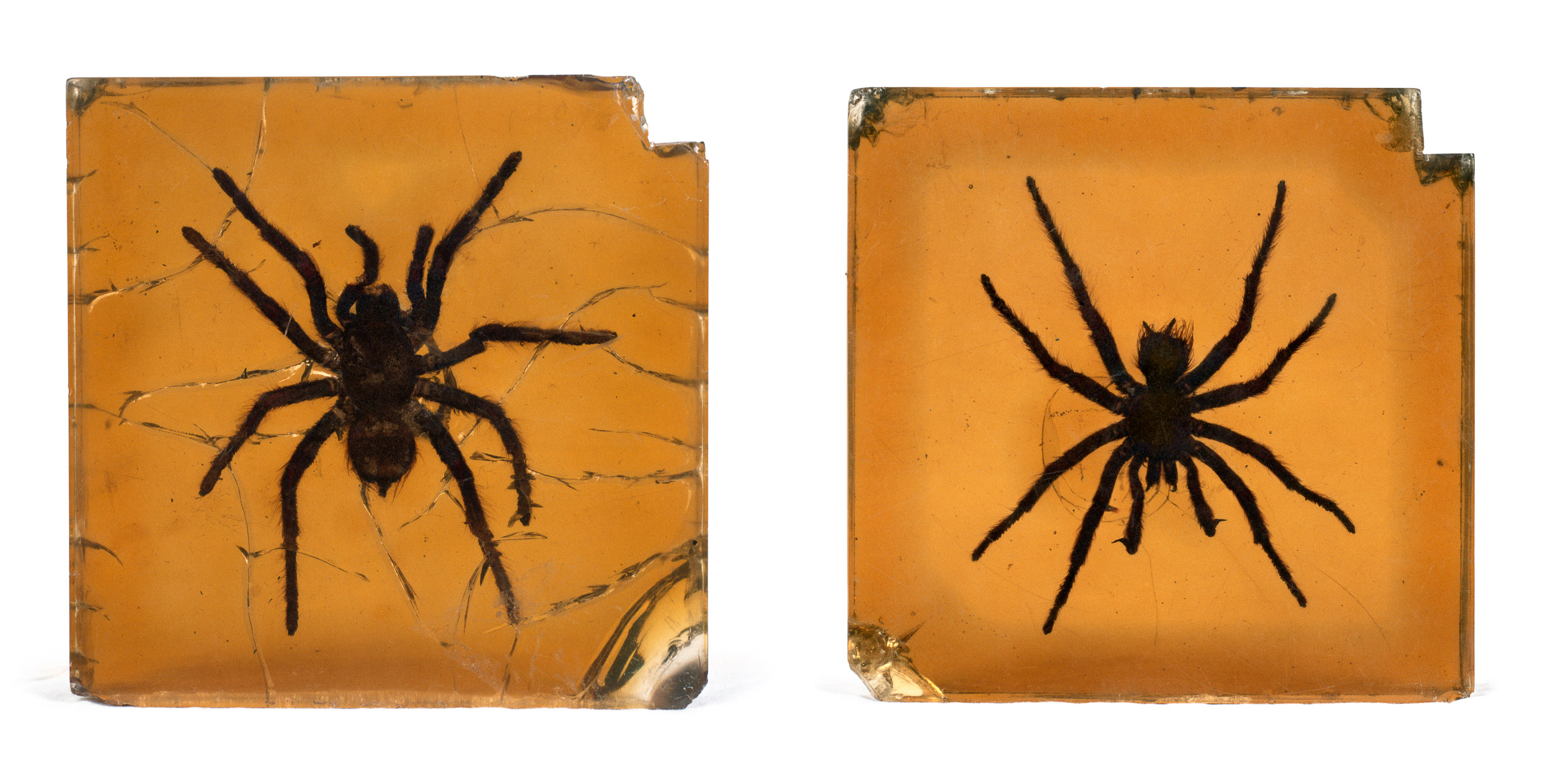 Arachnids in crystallized cocaine blocks