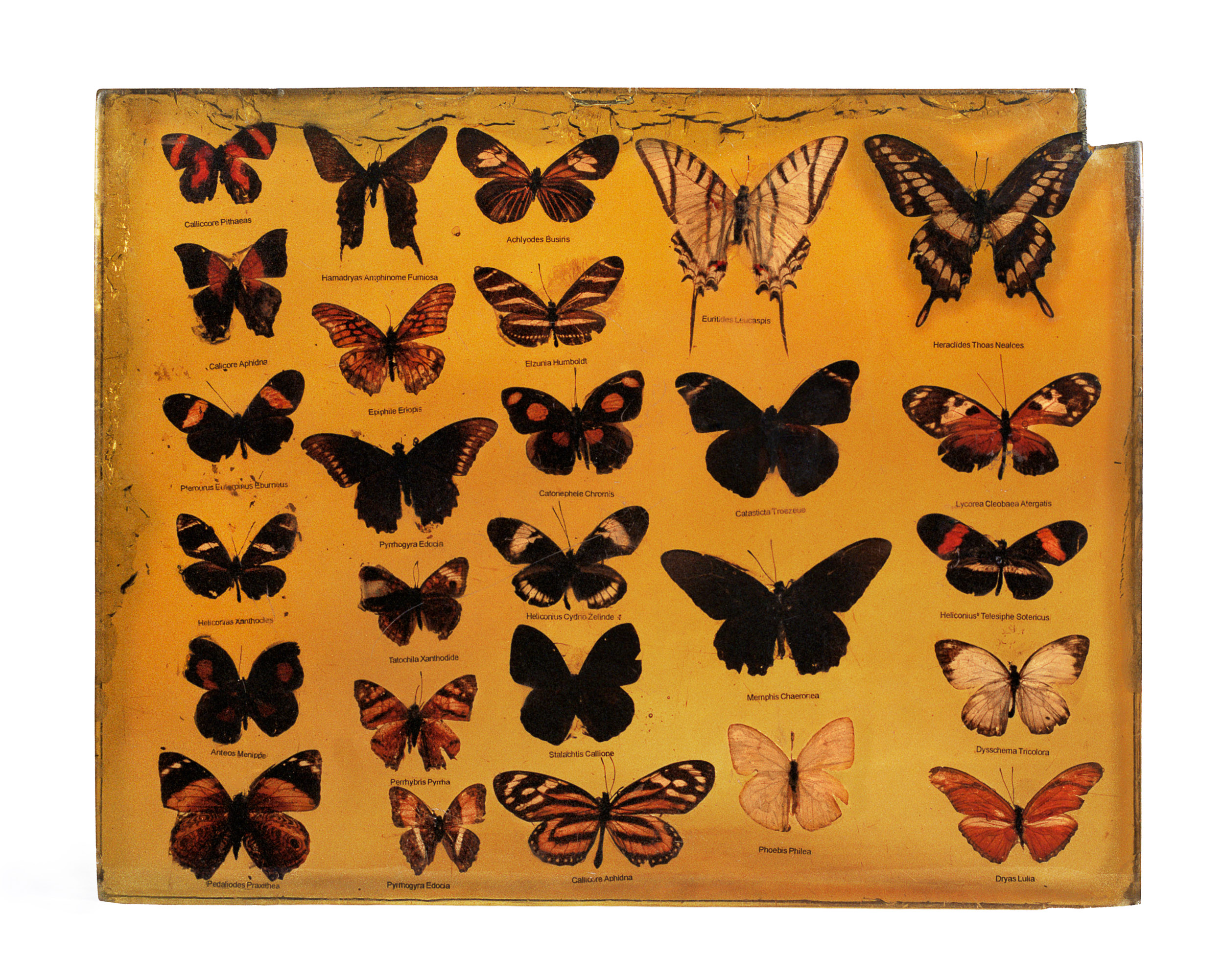 Butterfly collection in crystallized cocaine block