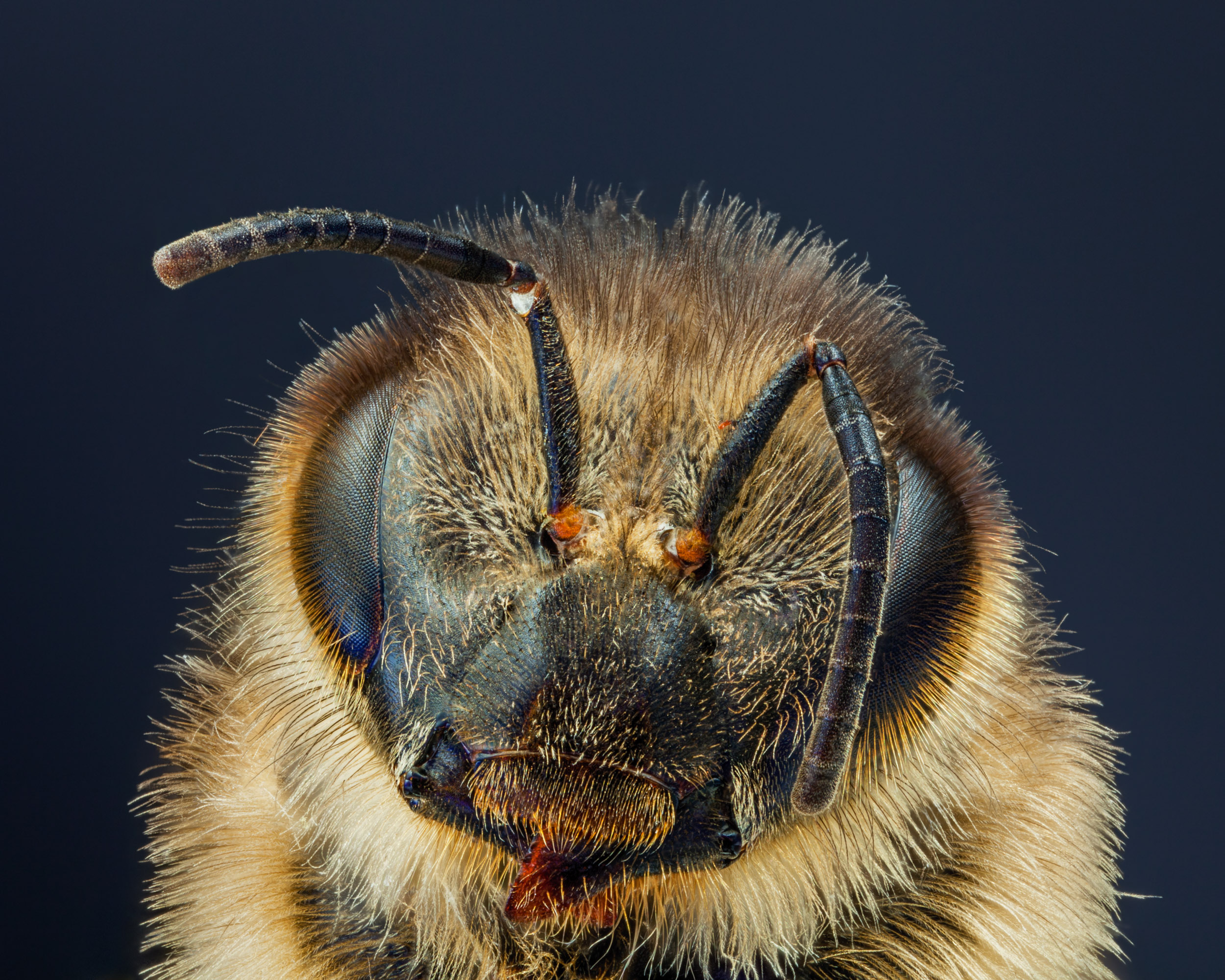 Apis mellifera  (honey bee)