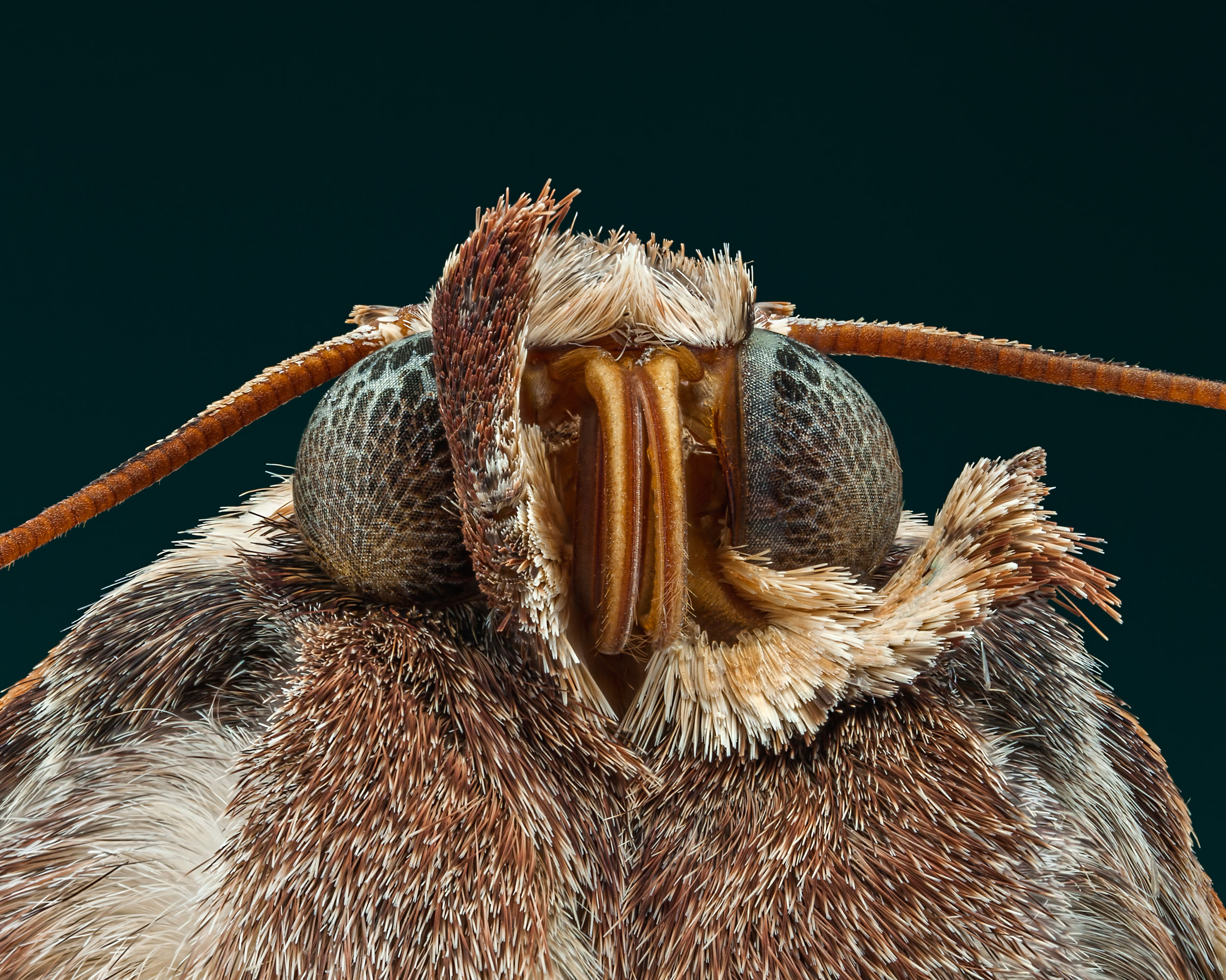 Unknown moth species