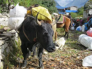 Yak in Samagaon, loaded with supplies to take to base camp