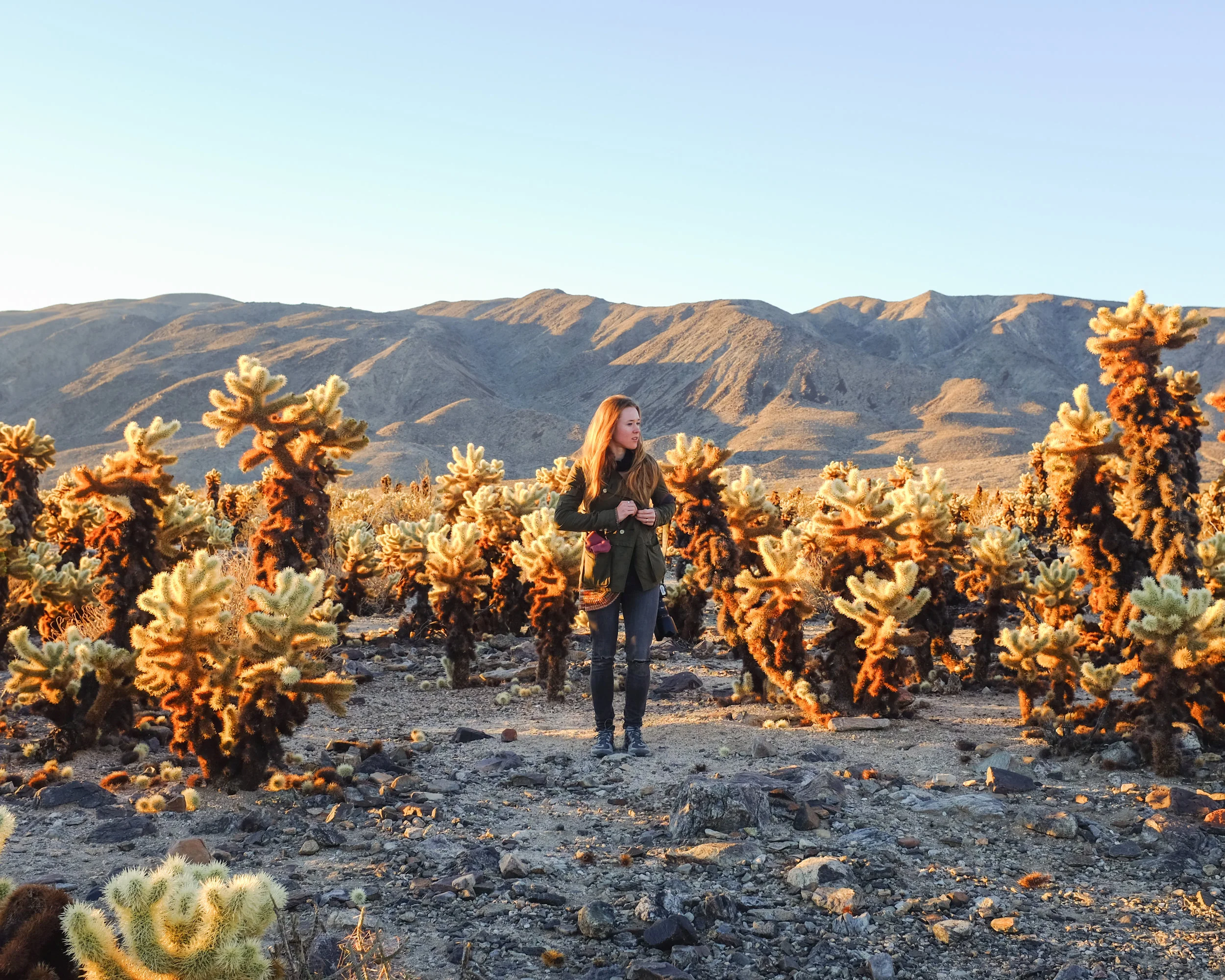 Chillin' with the chollas in Joshua Tree National Park