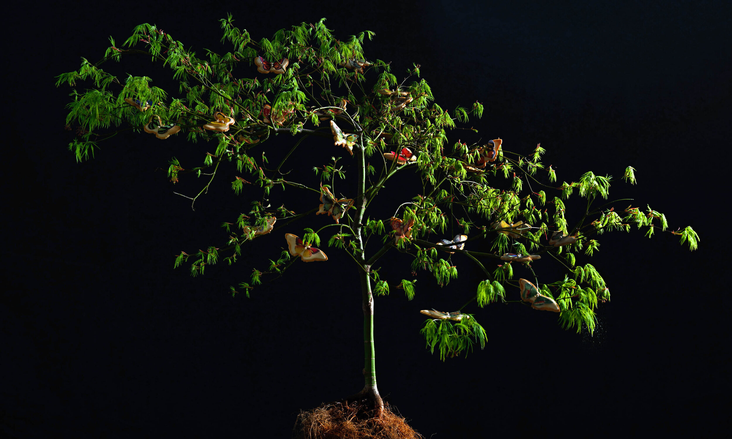 butterfly cookies on tree 