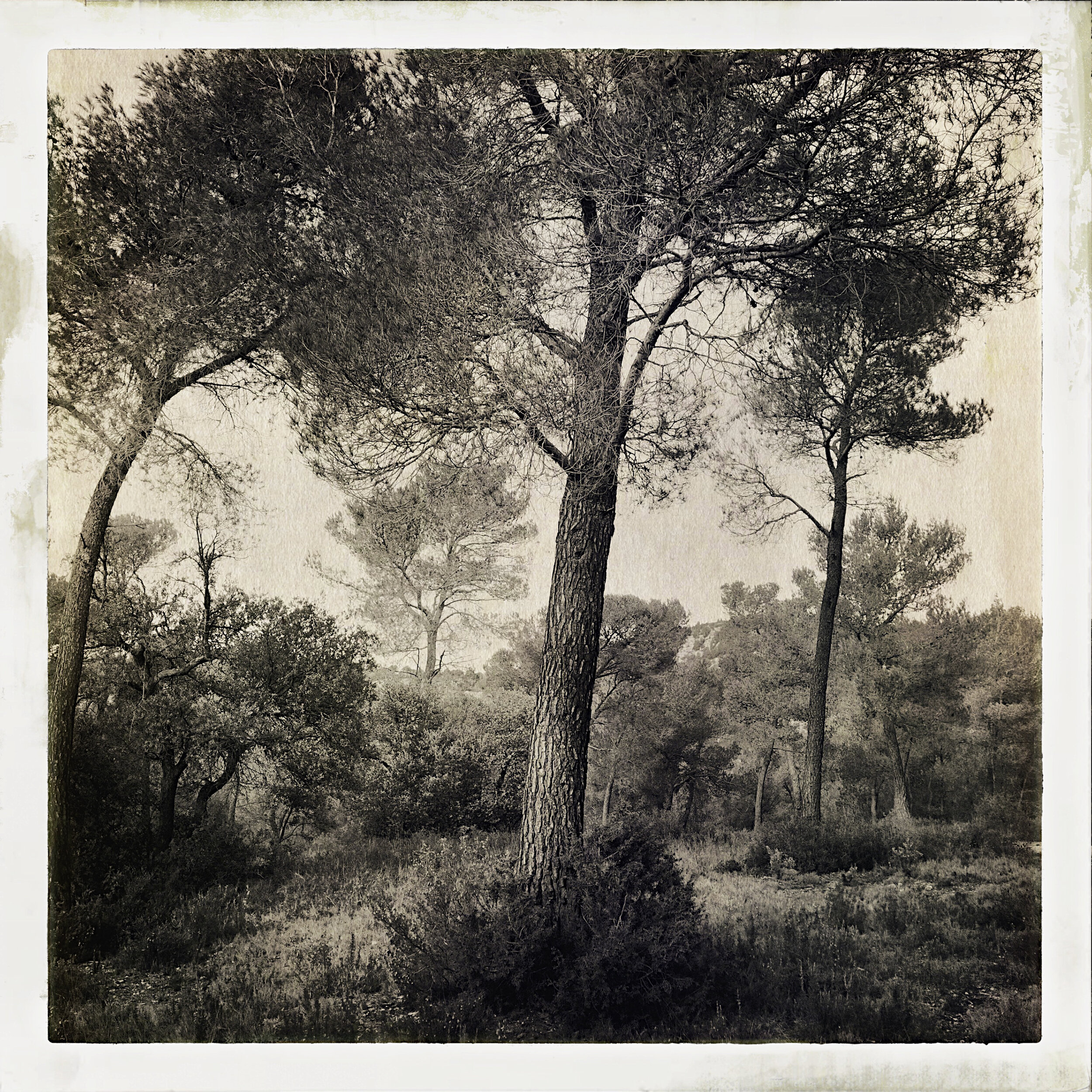  Tree study from the region of  Provence-Alpes-Côte d'Azur 