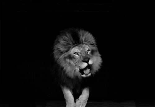 lion-roar-GIF-downsized_large2.gif
