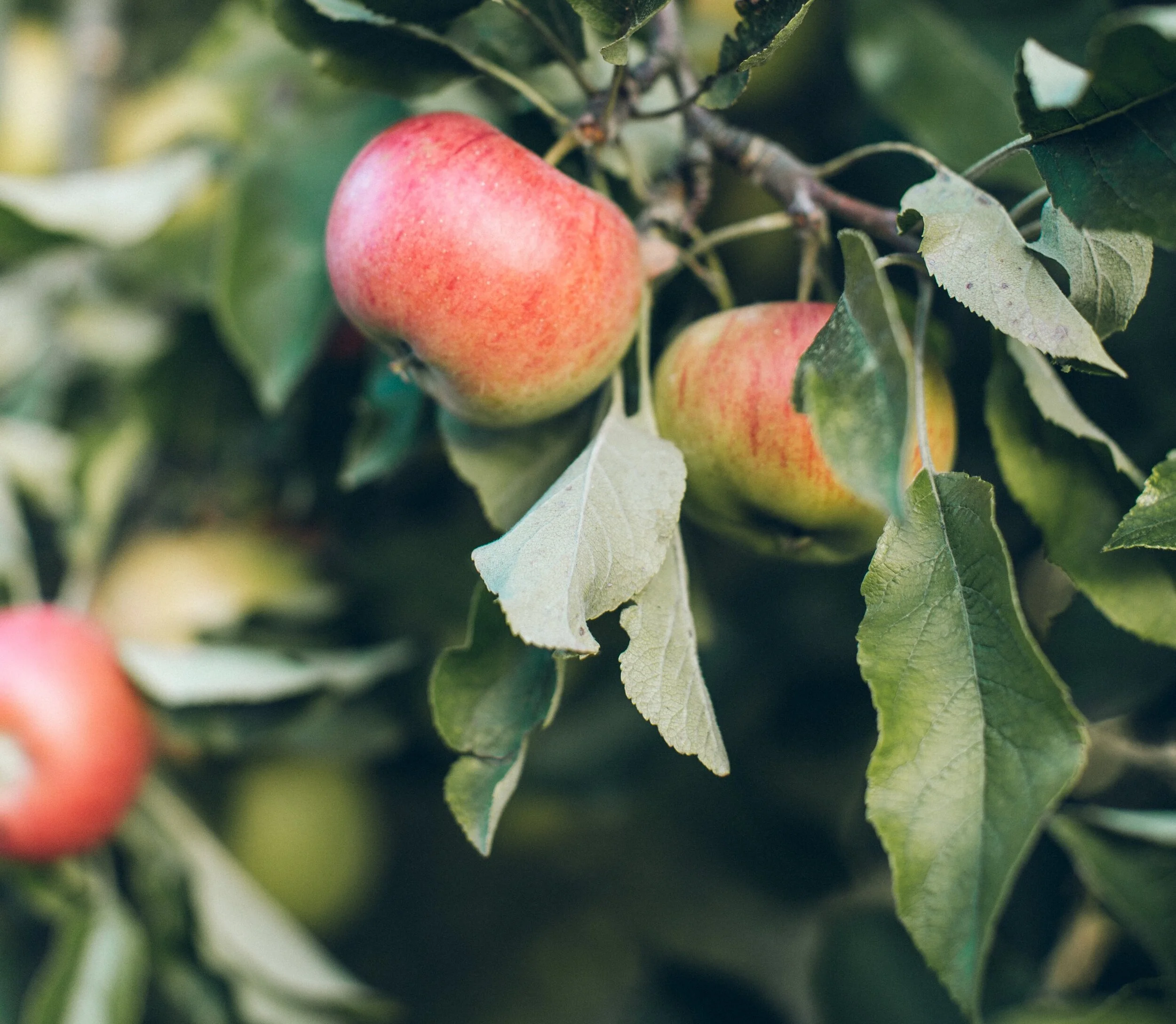 .Heavy Metal Detox Applesauce.