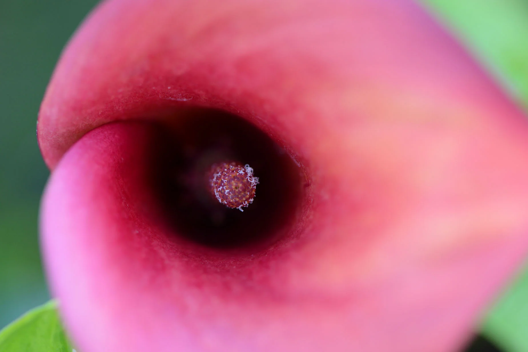 Microcosme nuancé 1