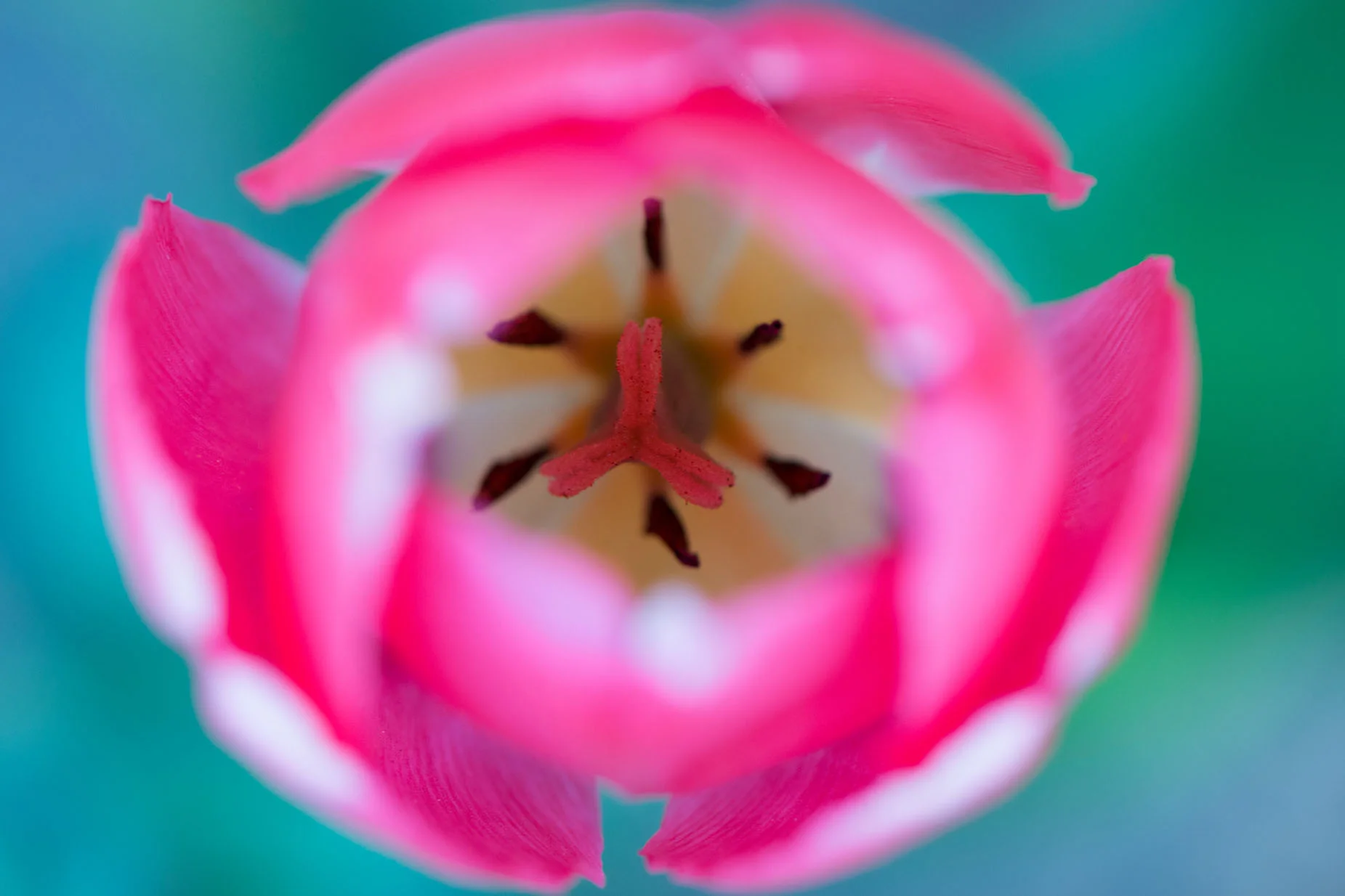 Microcosme nuancé 6