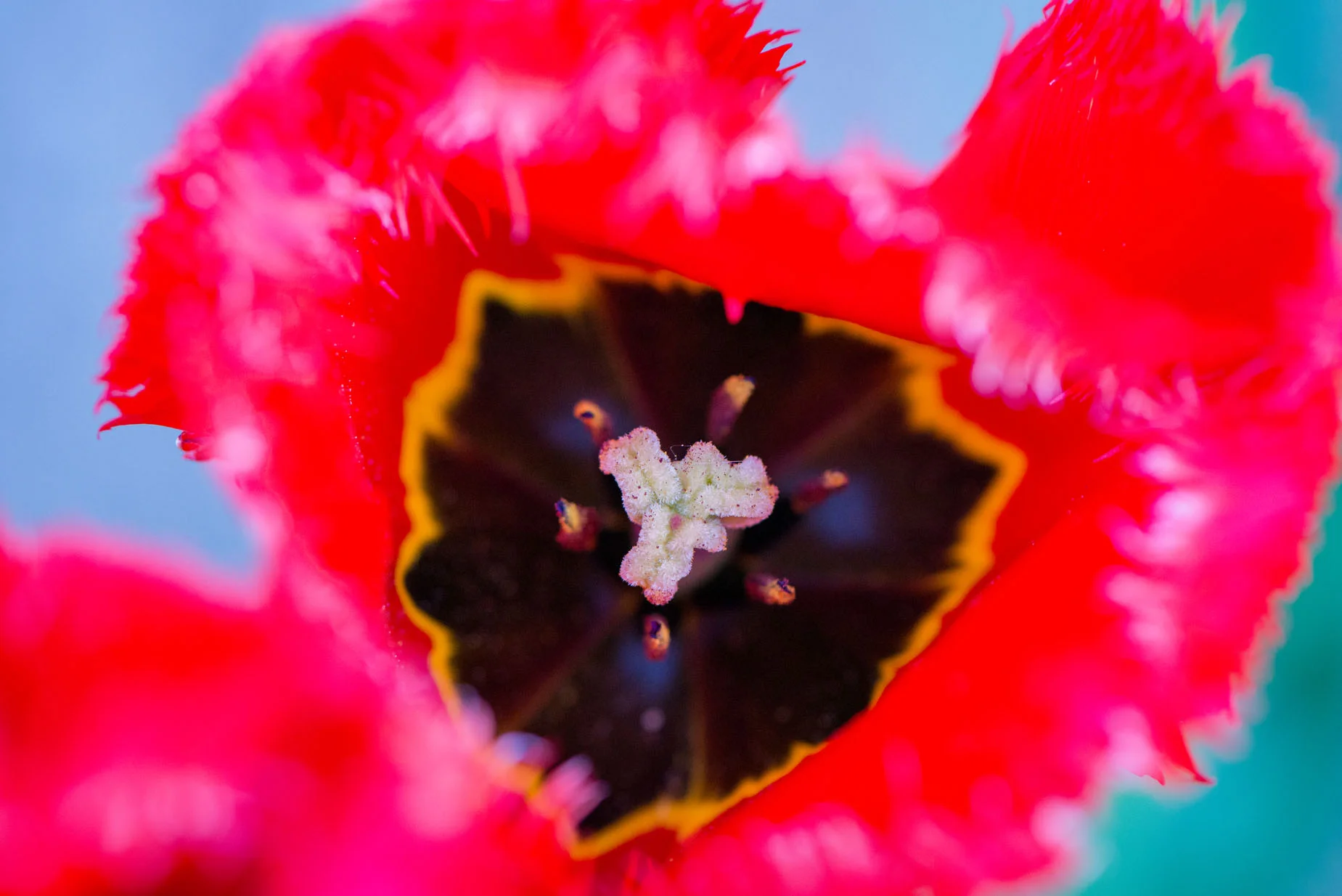 Microcosme nuancé 2