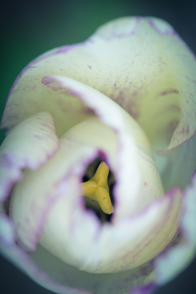 Microcosme nuancé 3