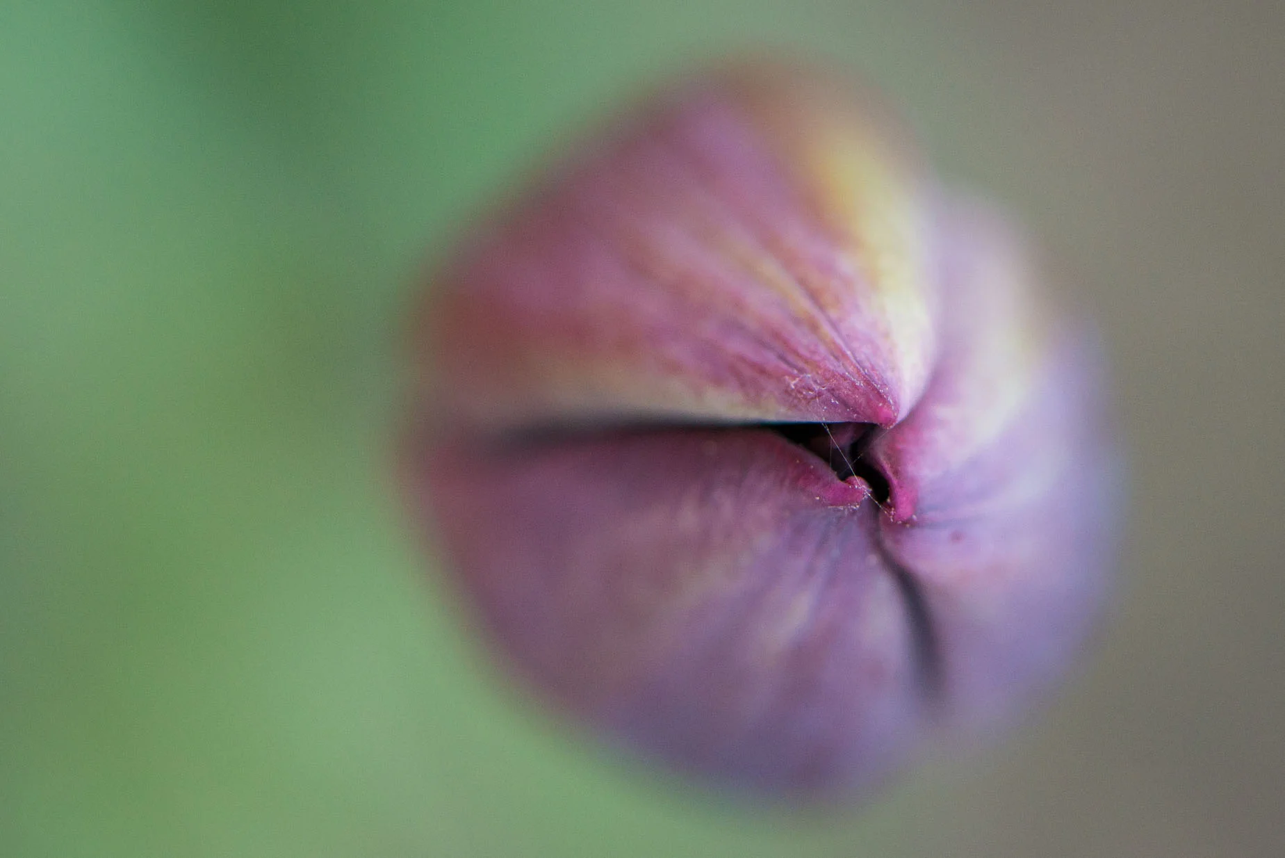 Microcosme nuancé 4