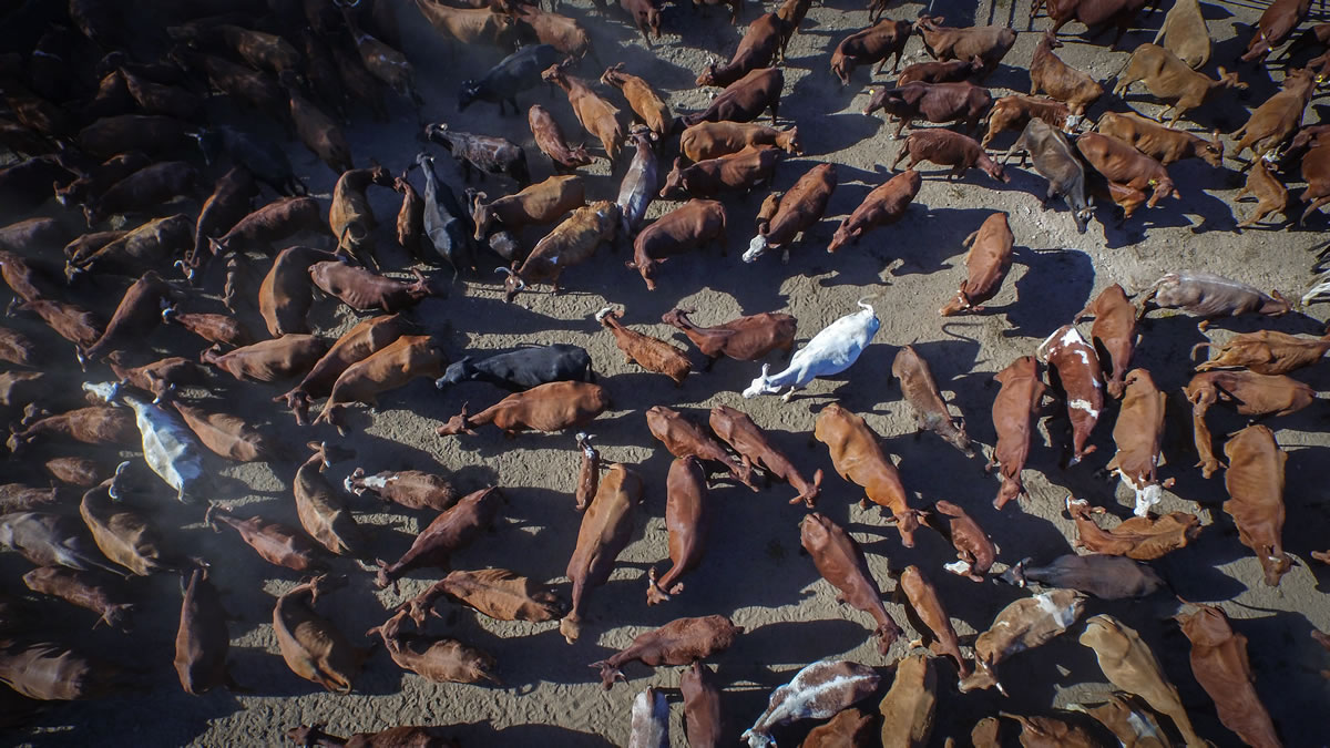 camera-drones-australia-COWS-CU.jpg