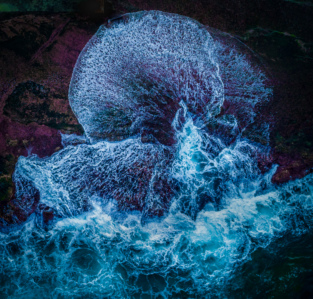 jellyweb.jpg