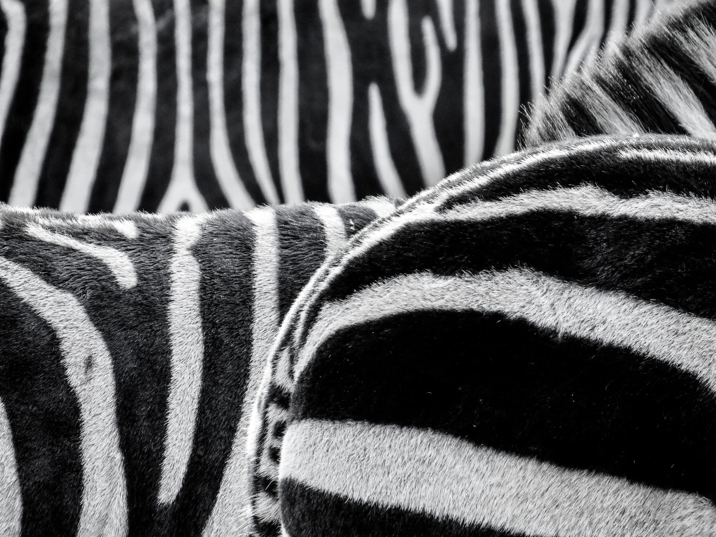 zebra-zebra-crossing-animals-black-and-white-50558.jpeg