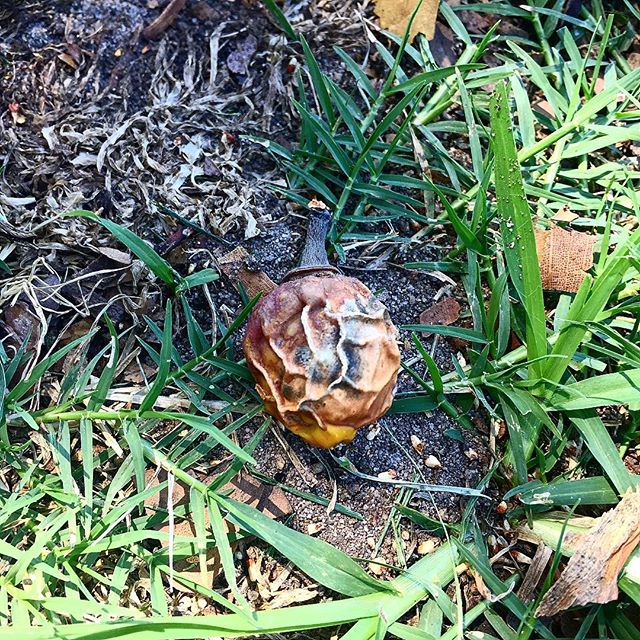 #fruity
.
.
.
.
.
.
.
.
.
.
.
#nature #natureboy #fruit #fruits #nuts #nuts_about_squirrels #grass #yourassisgrass #photography #parenting #fitness #fitnessgoals #gains #fitnessmotivation #naturephotography #natureza #puetorico #tbt #thursday #vegan