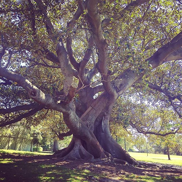 #treetimes
.
.
.
.
.
.
.
.
.
#tree #bee #knee #nature #green #park #trees #treehouse #treeoflife #treestagram #gains #getonmylevel