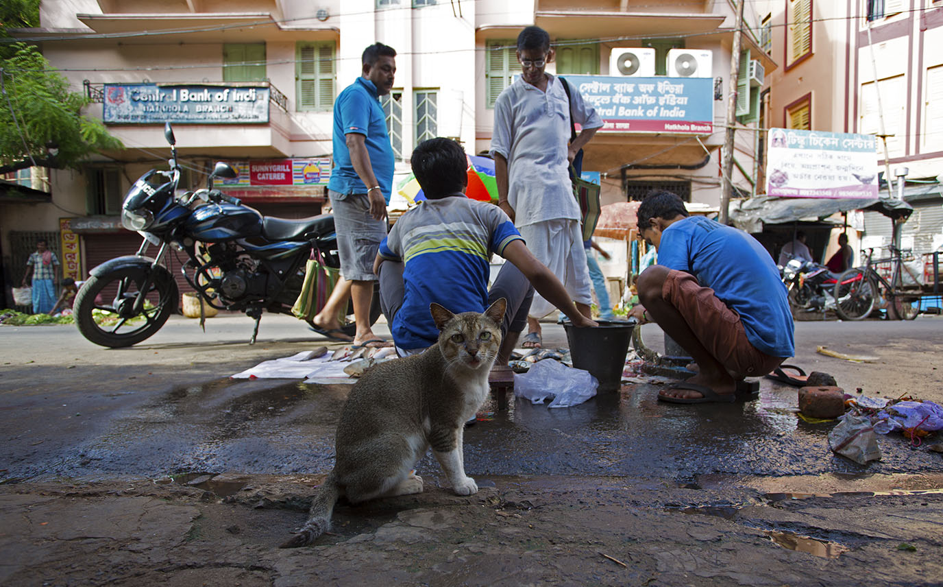 Kolkata Fish Market_1.jpg
