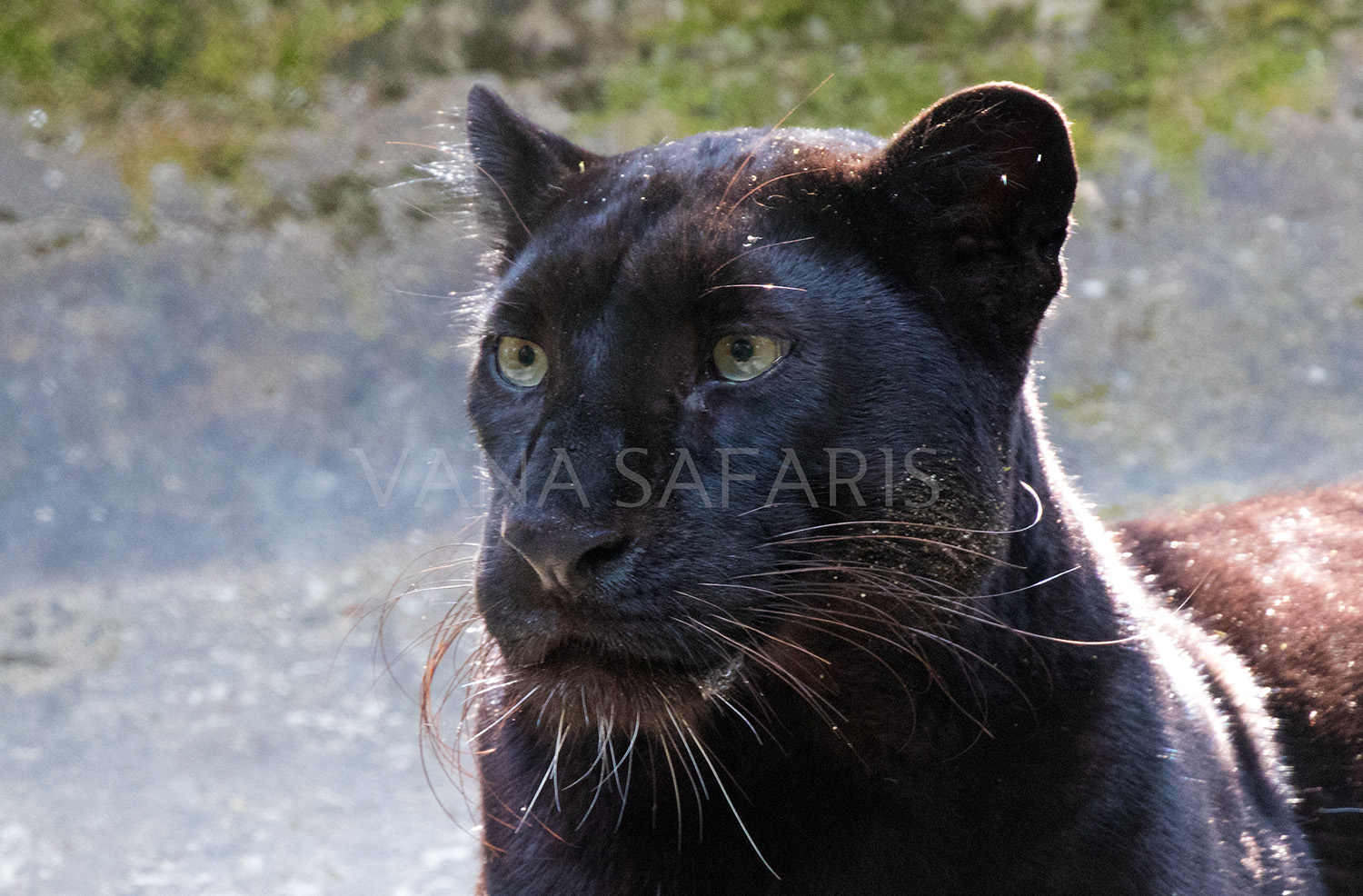 Melanistic Leopard a.k.a Black Panther!! Adrenaline rush!