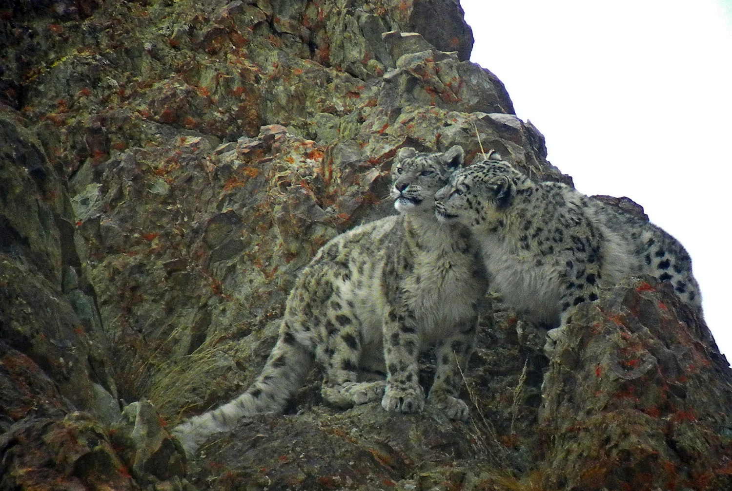 Wildlife safaris big cat safaris_4.jpg