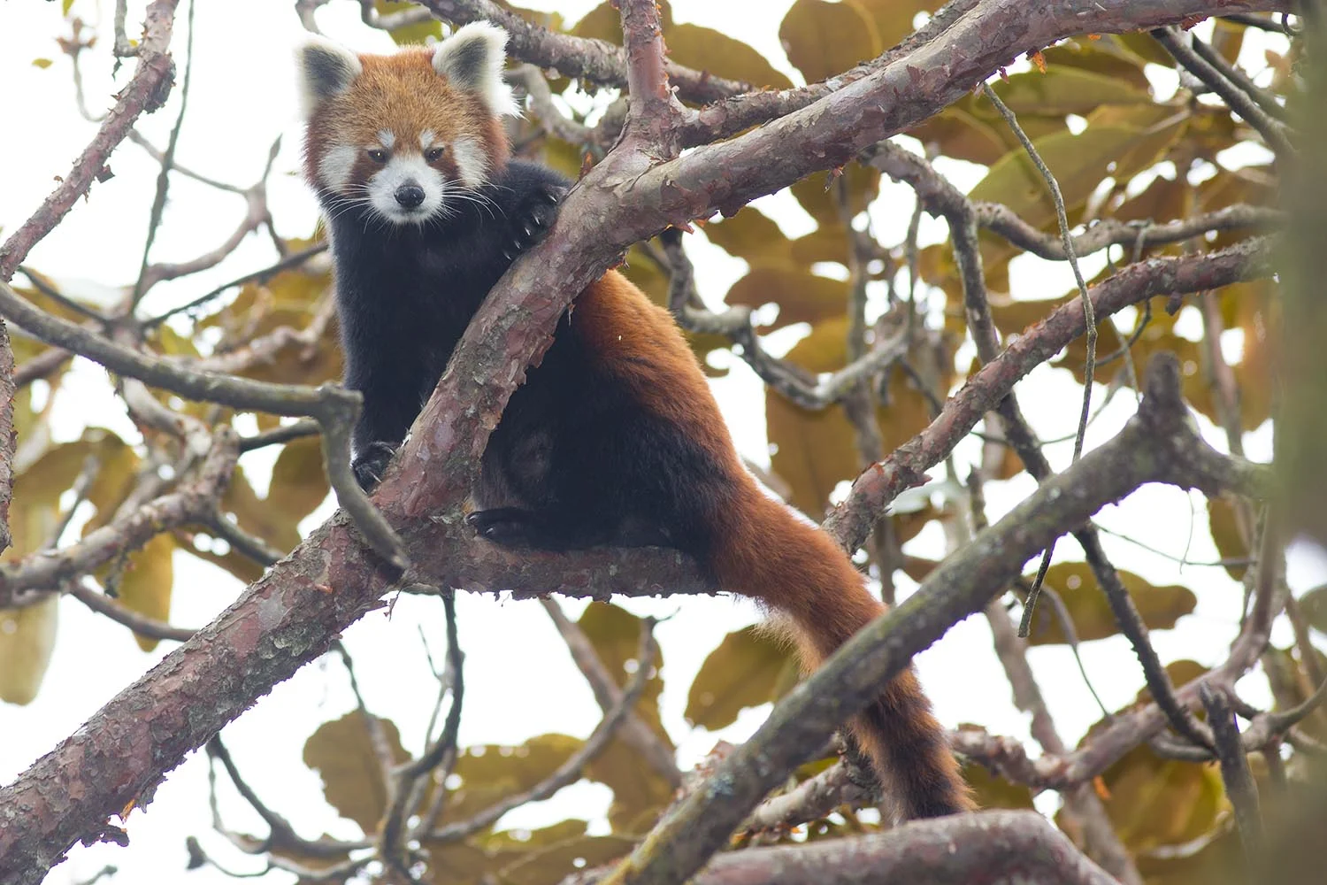 Wildlifesafaris_redpanda_1.jpg