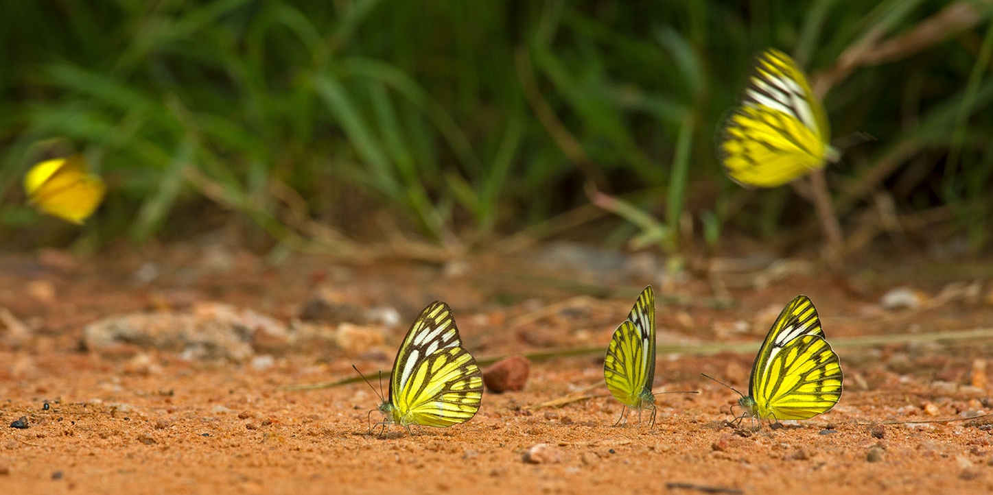Butterly watching - a great way to relax while on safaris